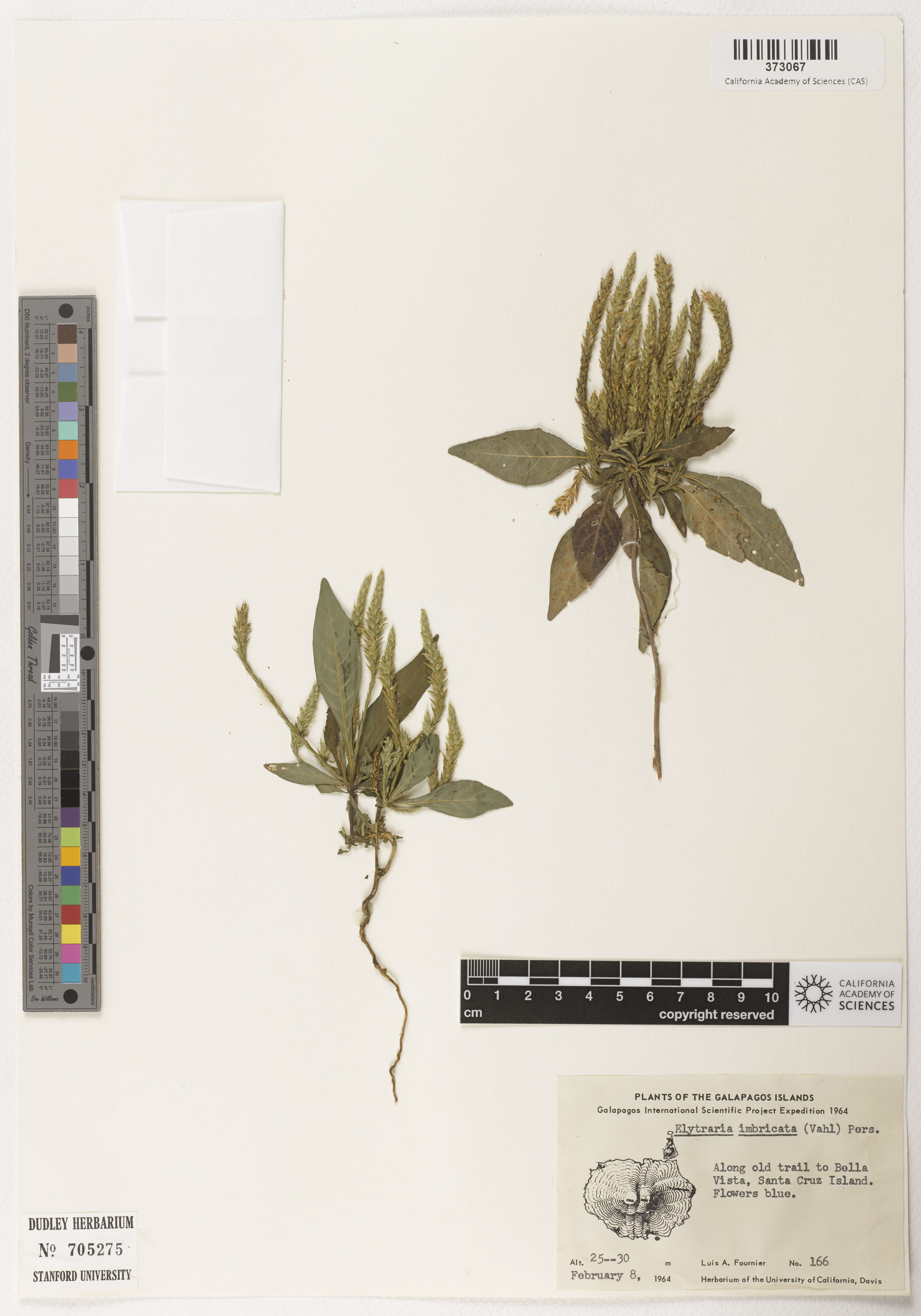 Elytraria image