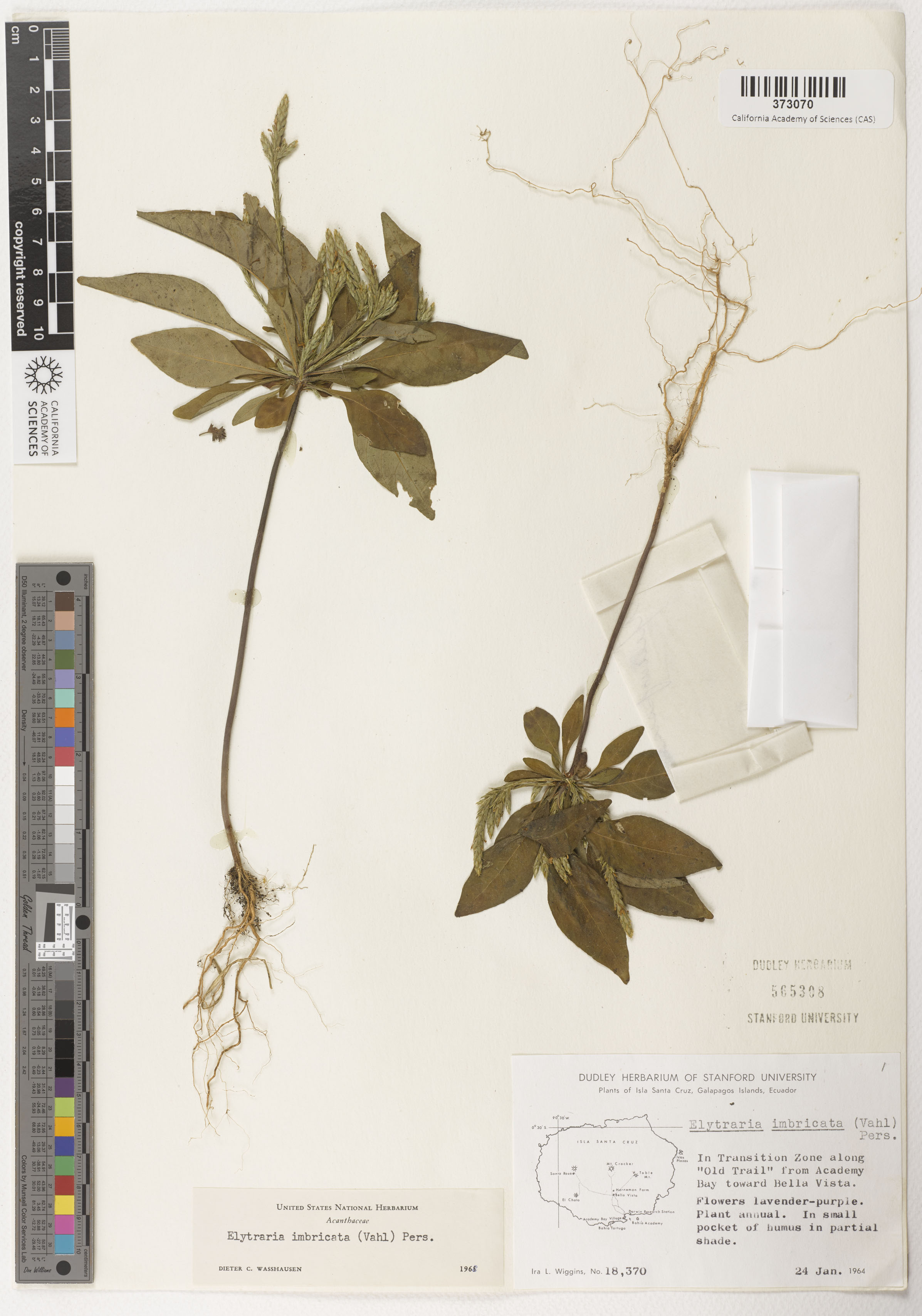 Elytraria imbricata image