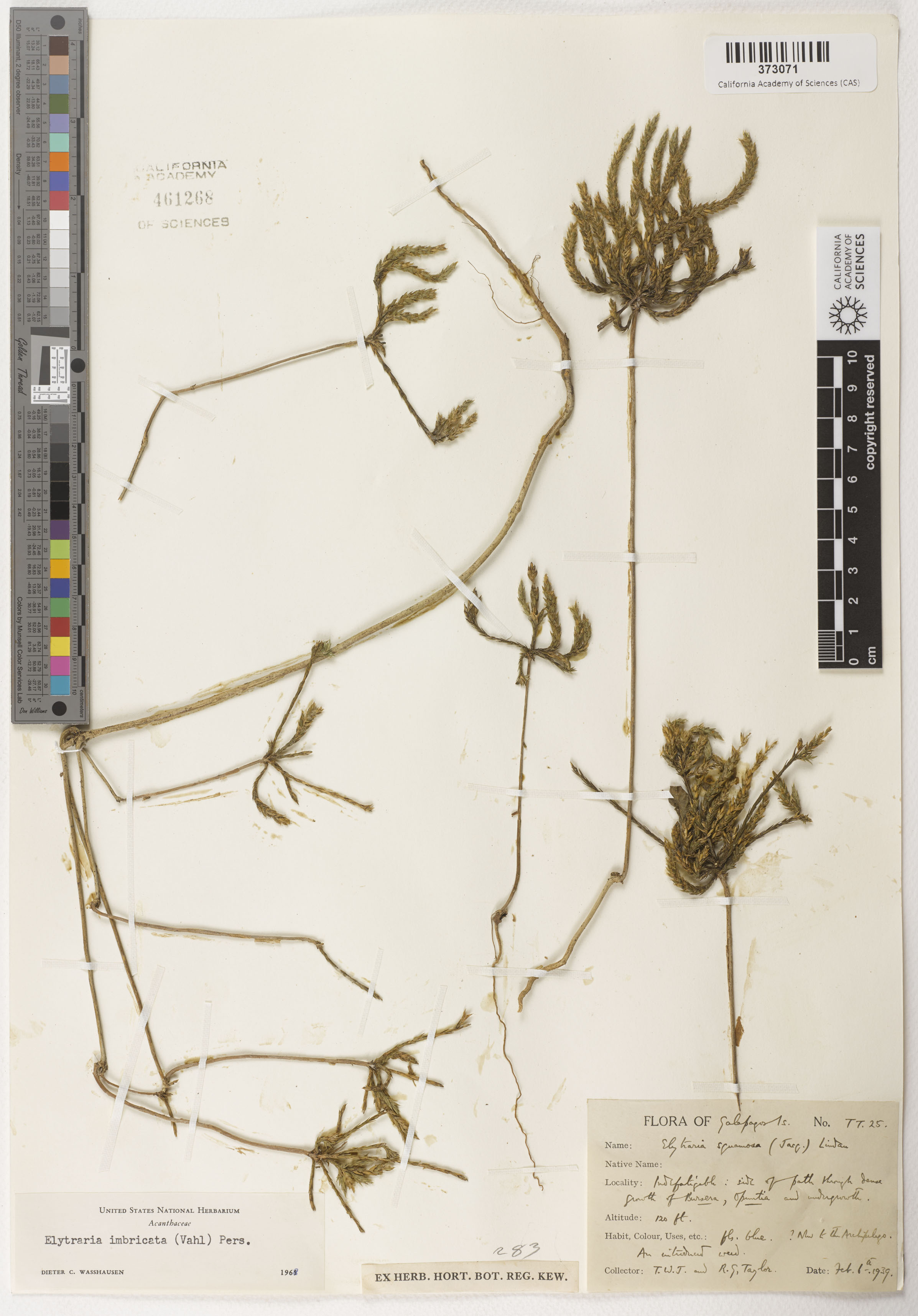 Elytraria imbricata image