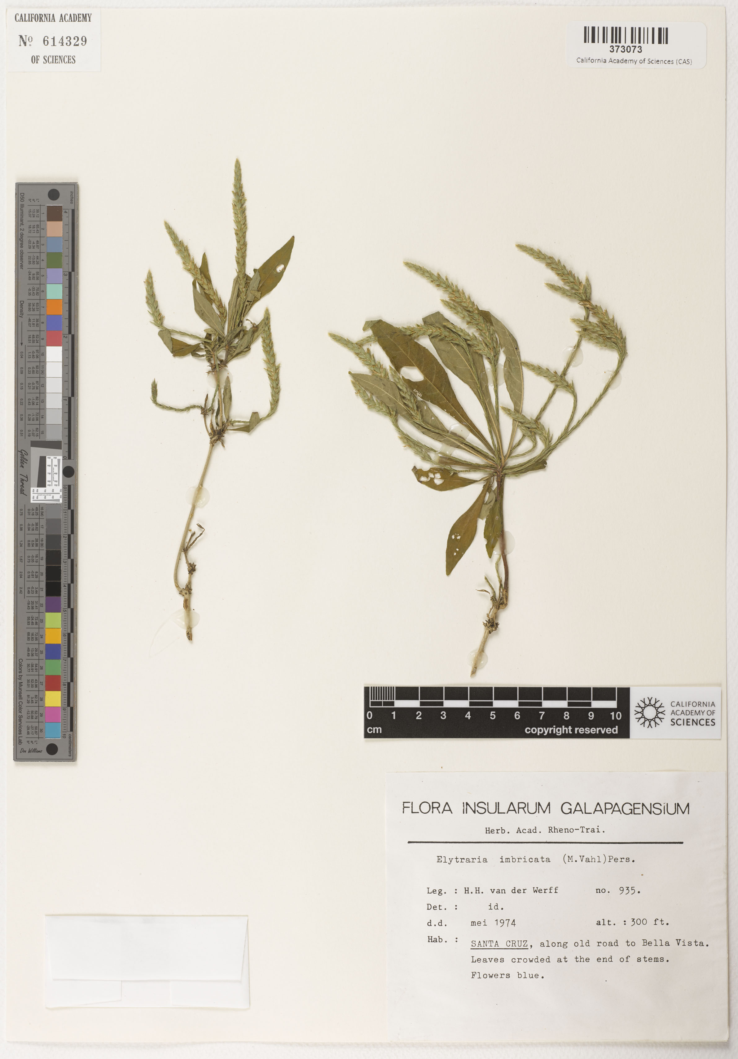 Elytraria imbricata image