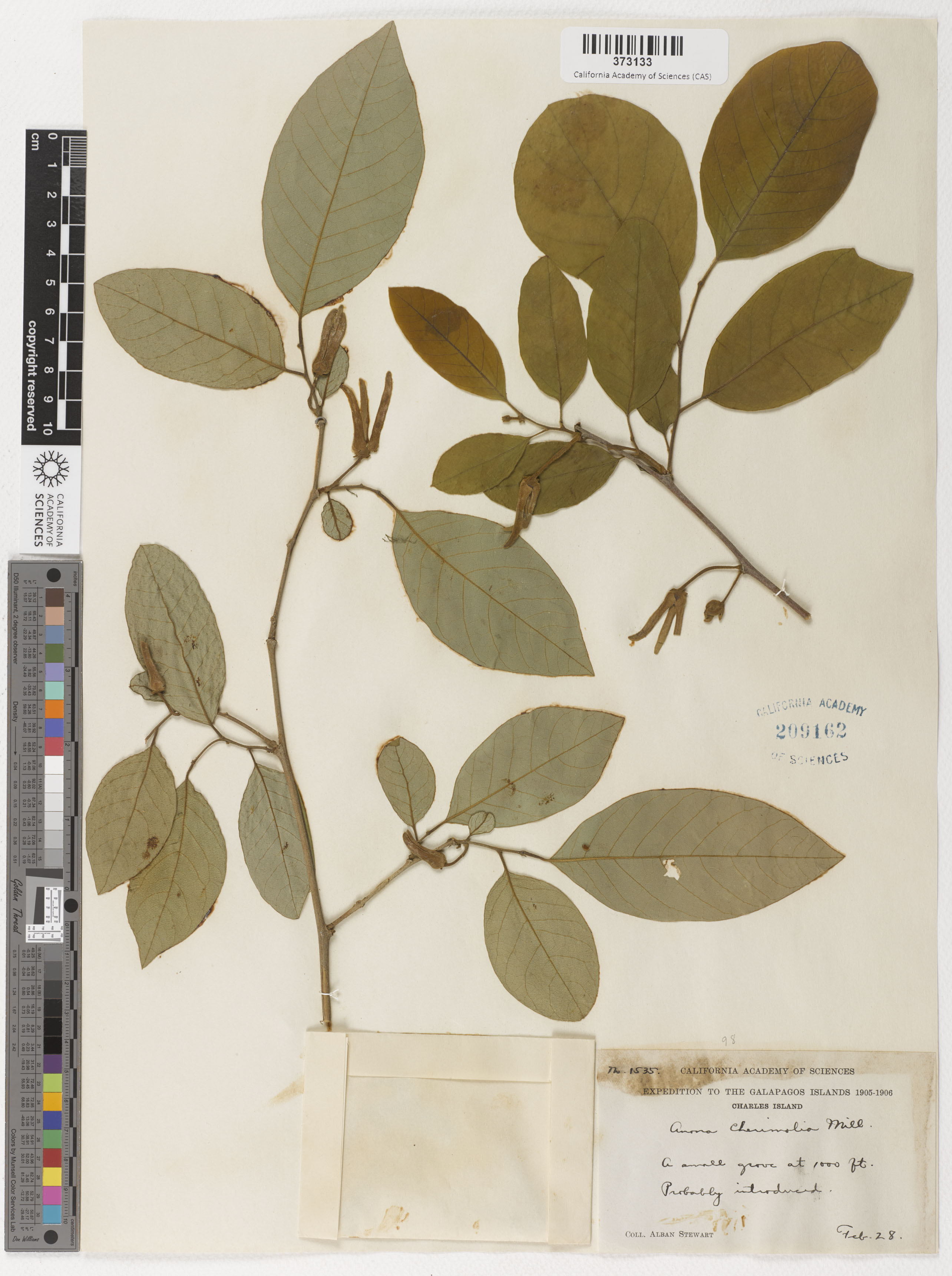 Annona cherimola image