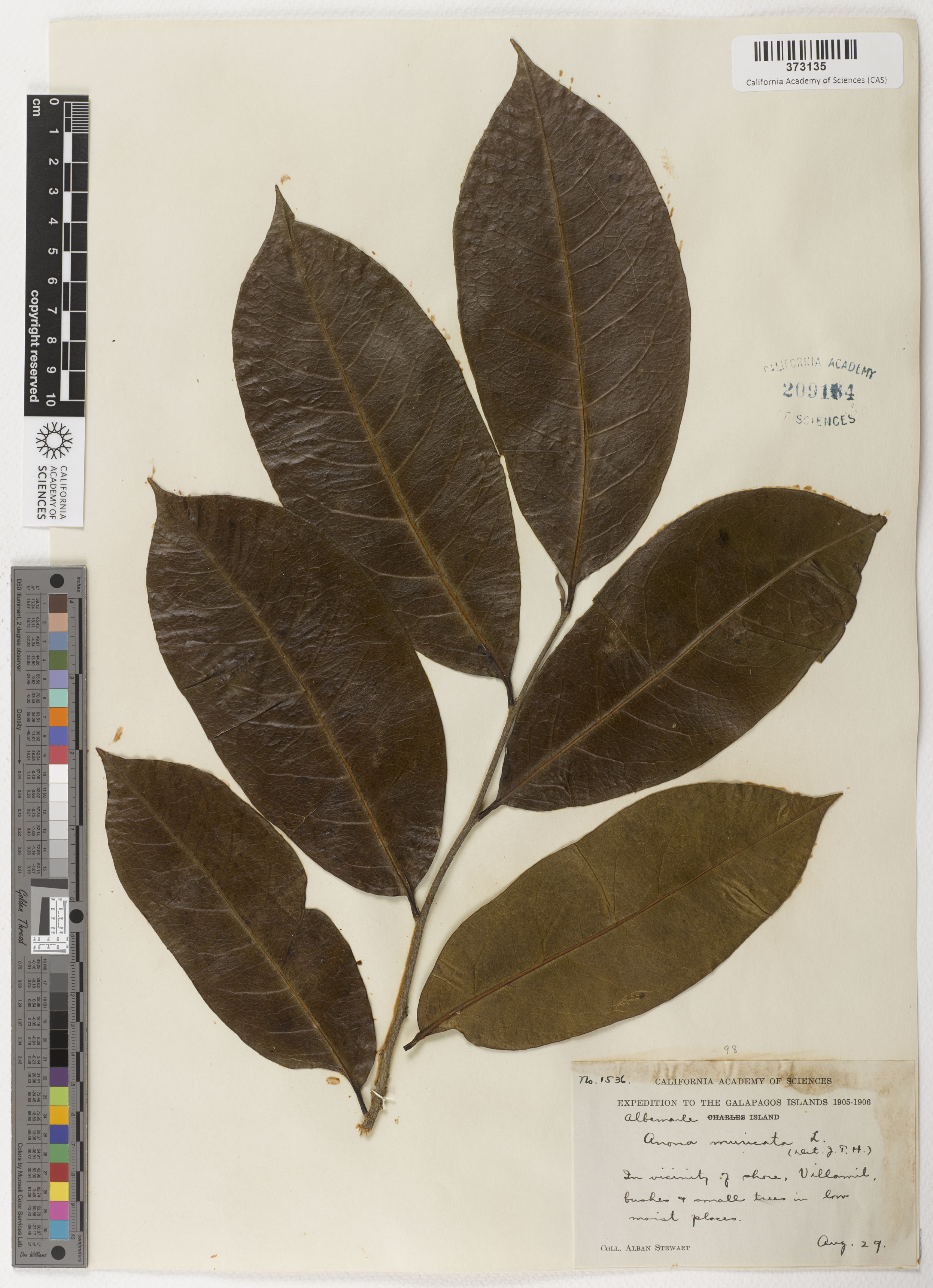 Annona muricata image