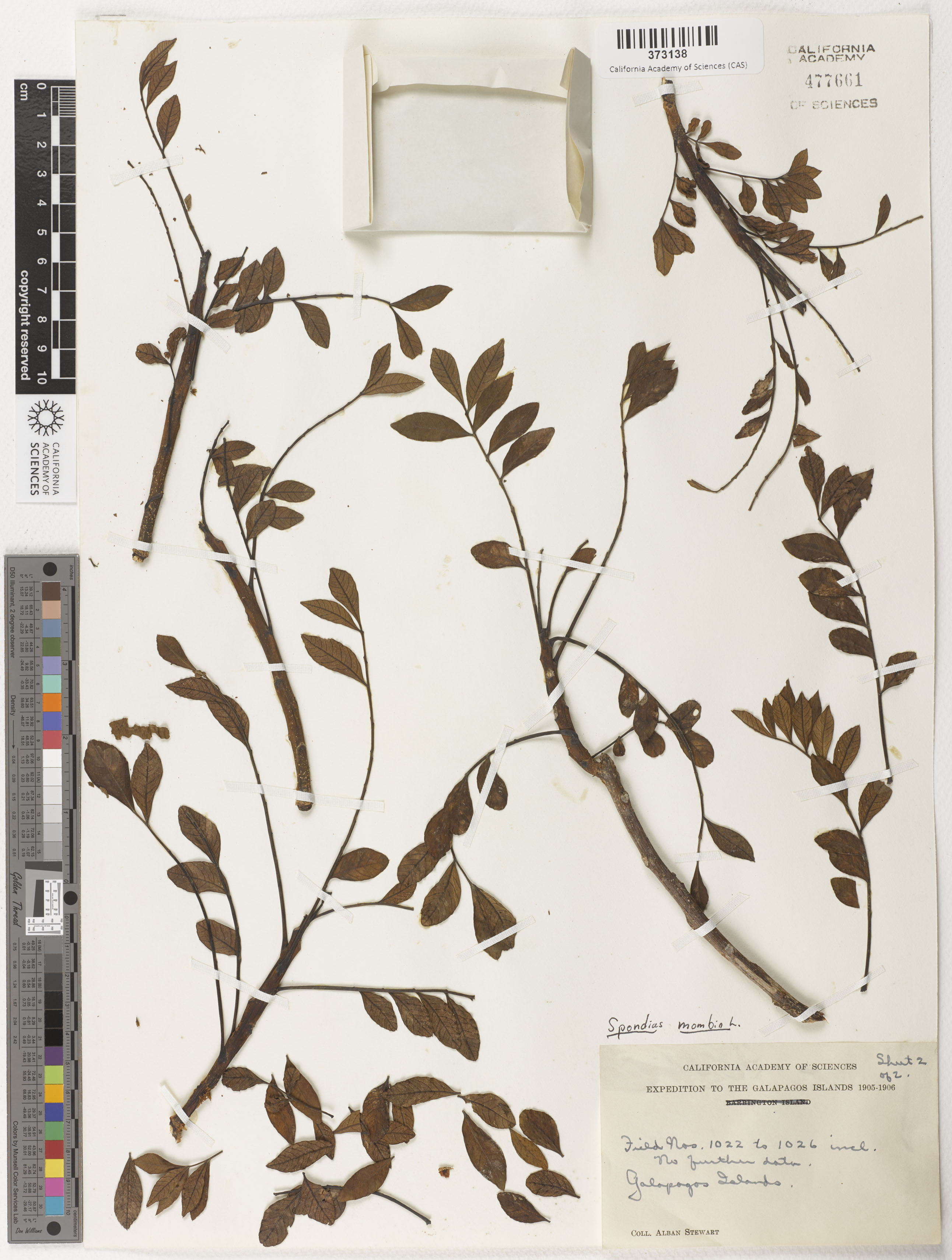 Spondias mombin image