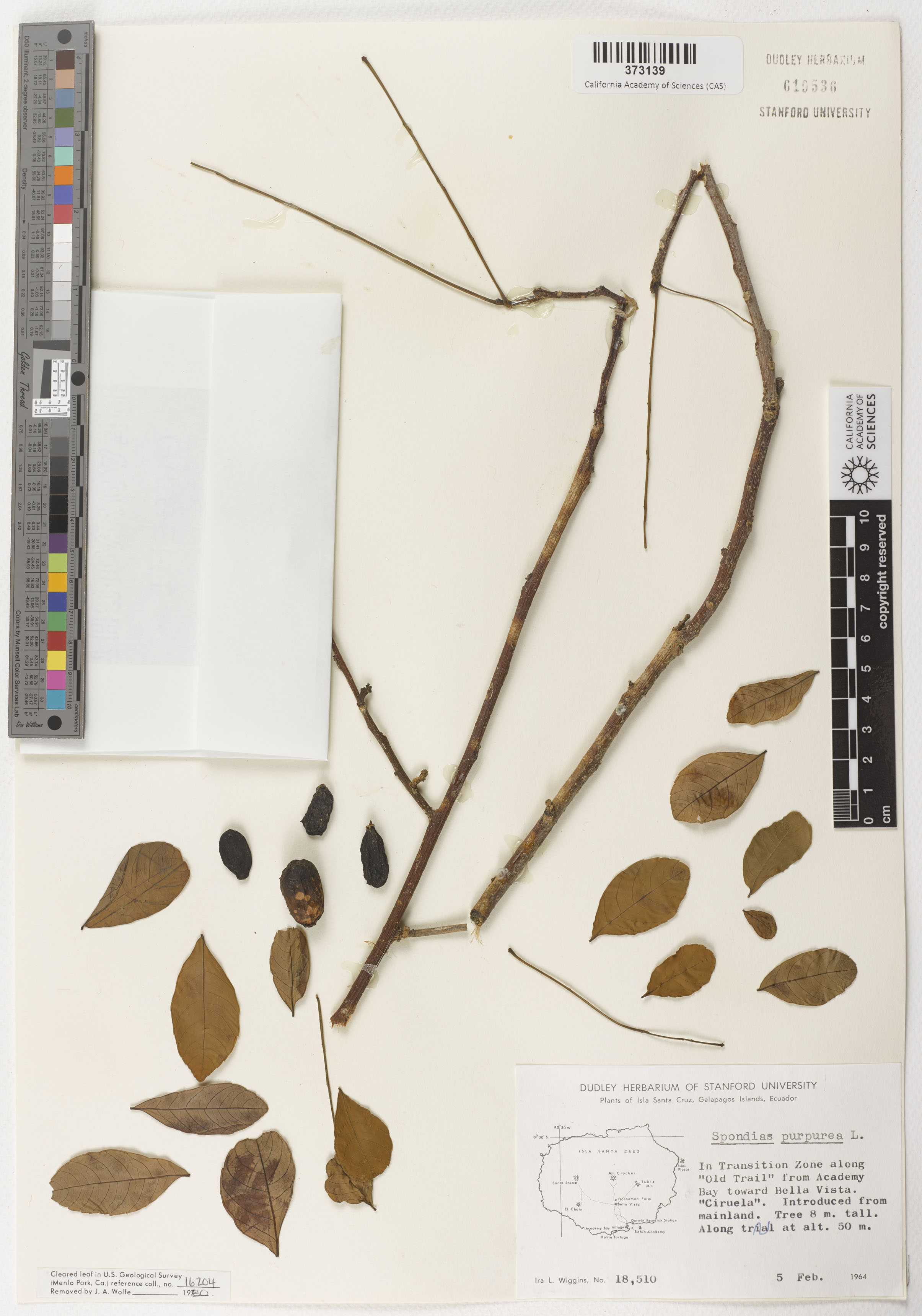 Spondias purpurea image