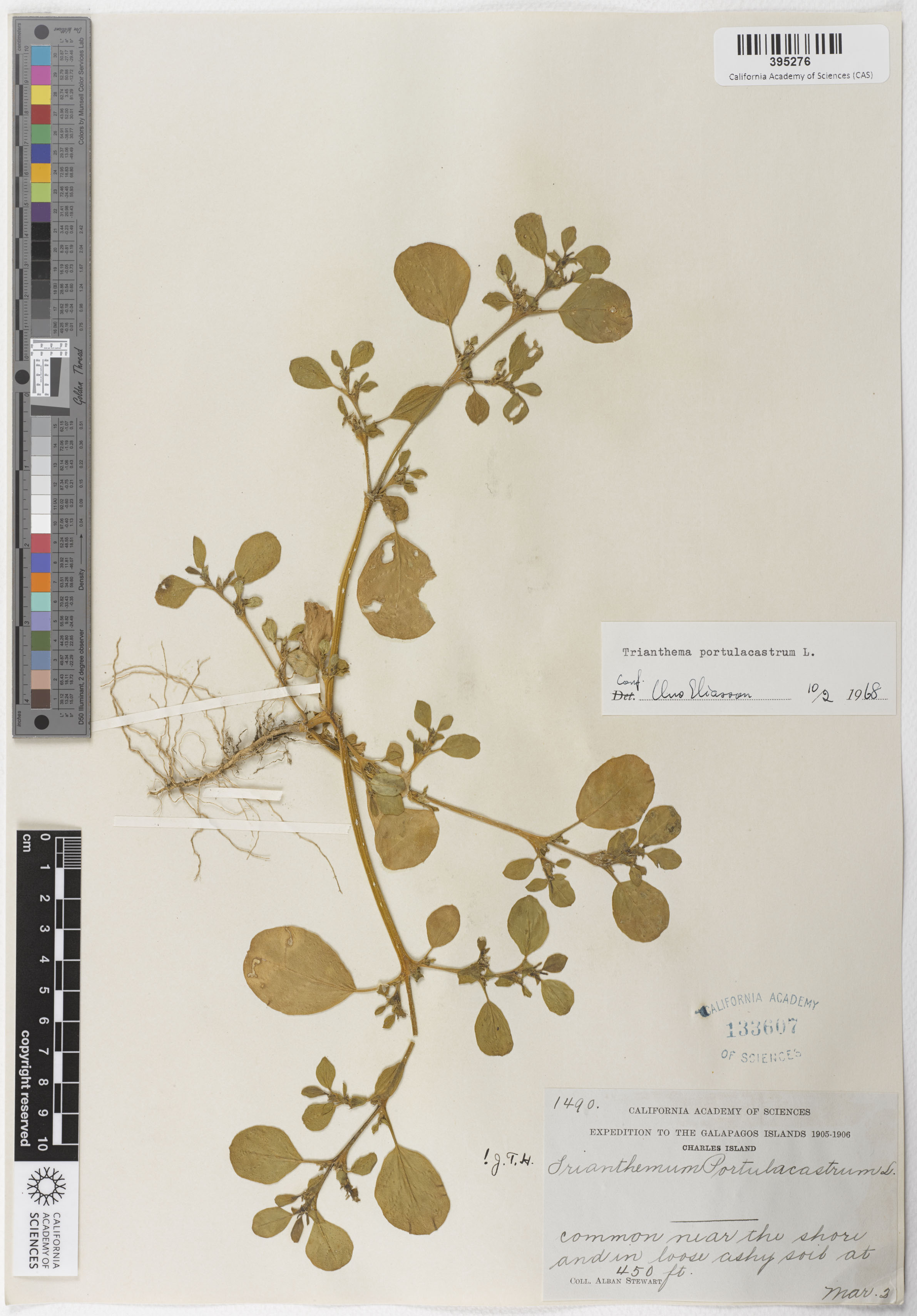 Aizoaceae image