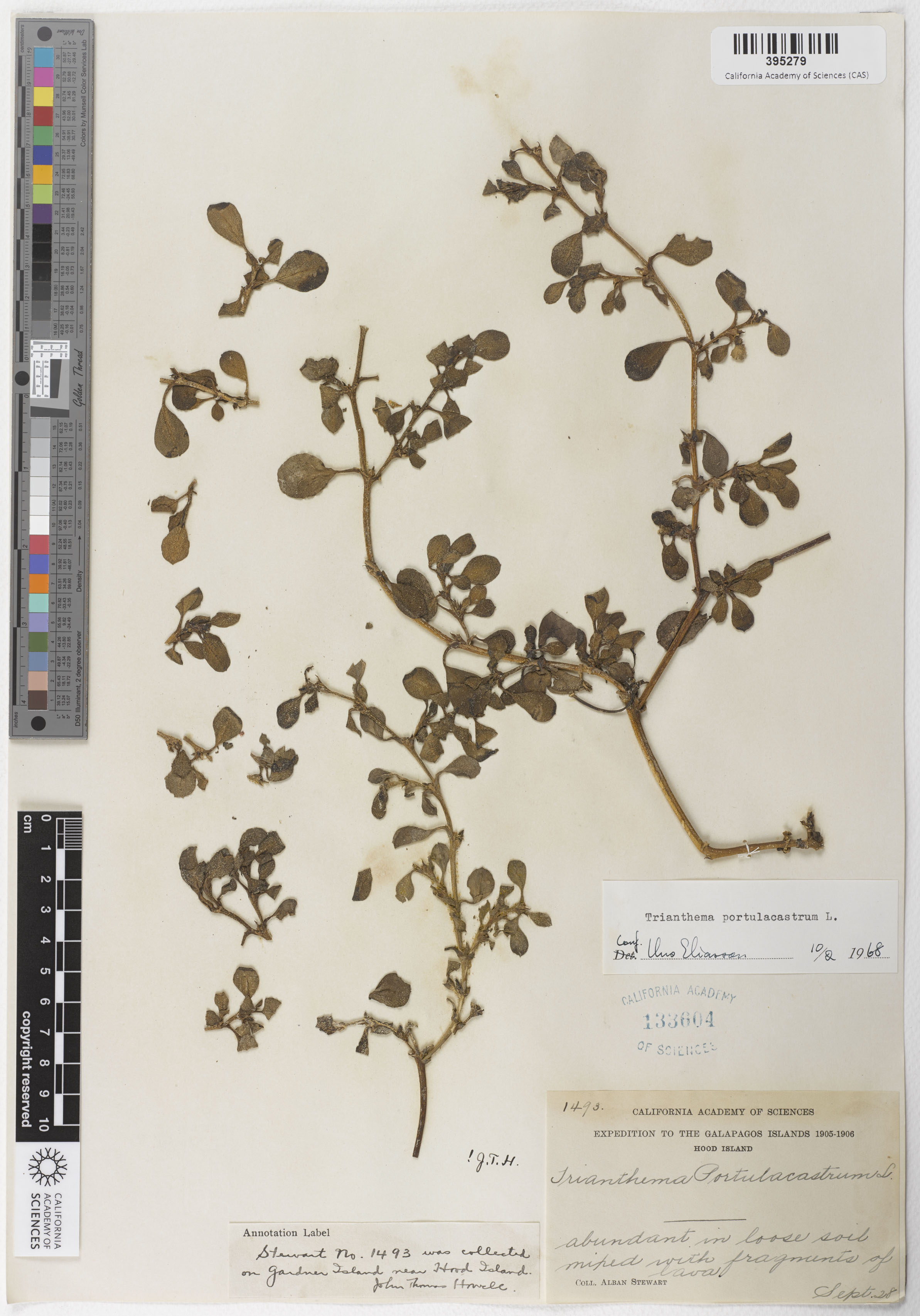 Aizoaceae image