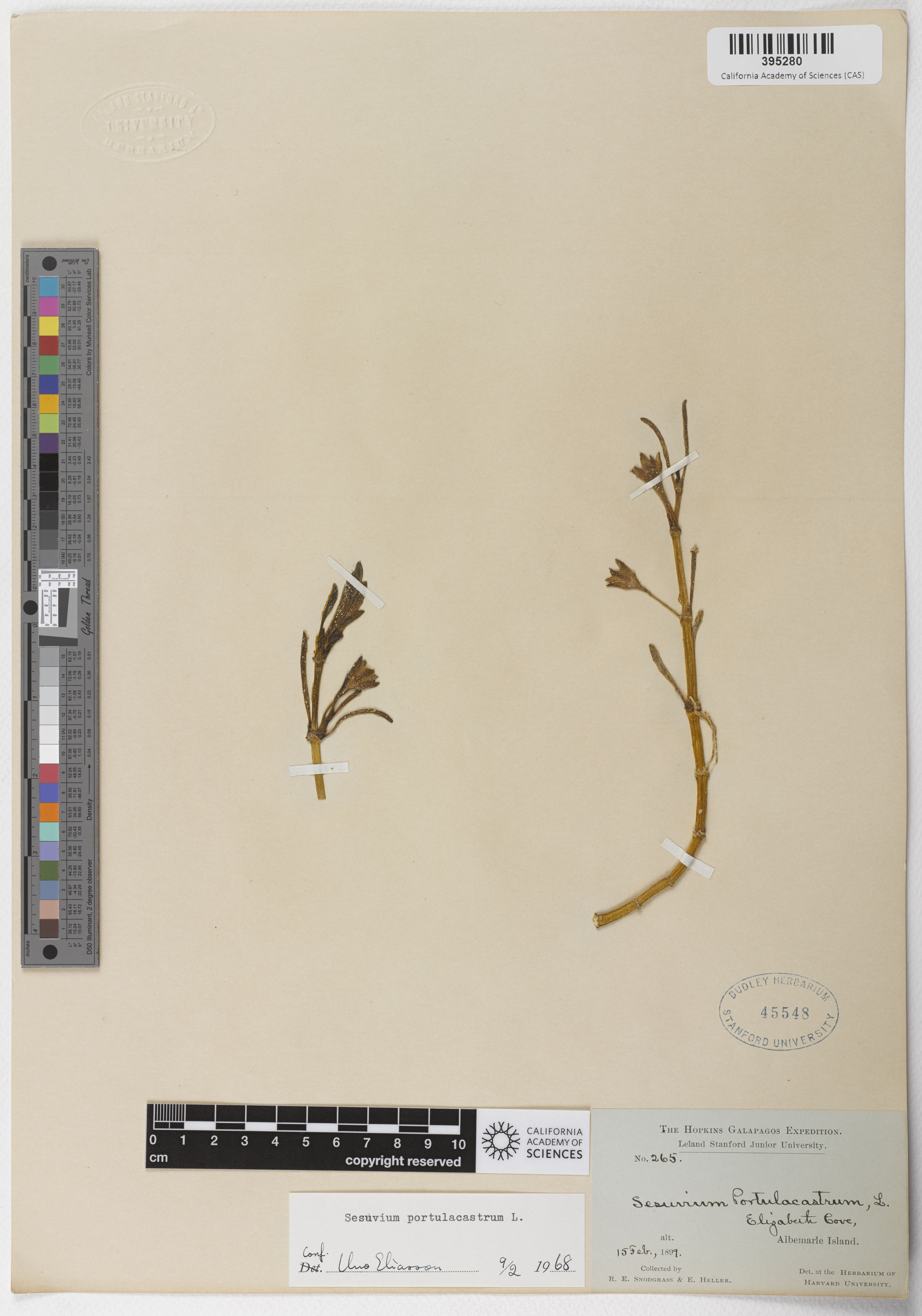 Aizoaceae image
