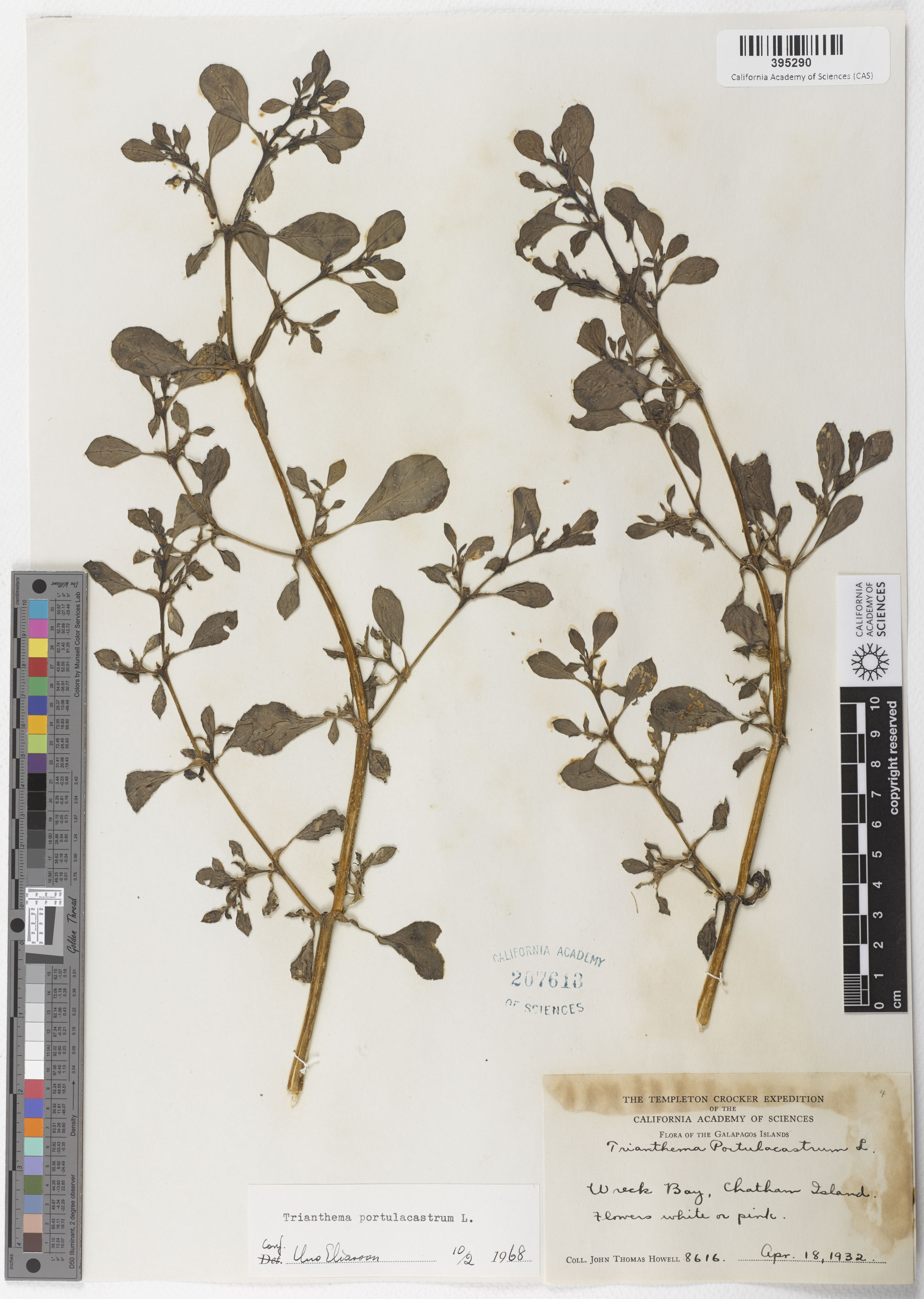 Trianthema portulacastrum image