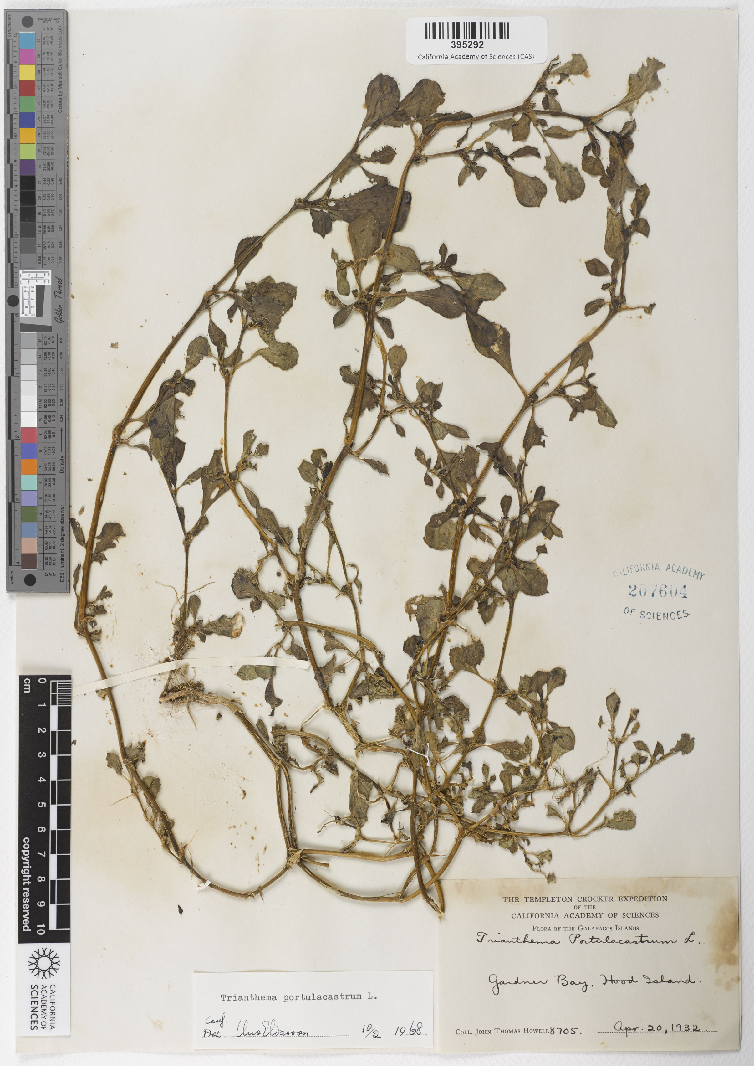 Trianthema portulacastrum image