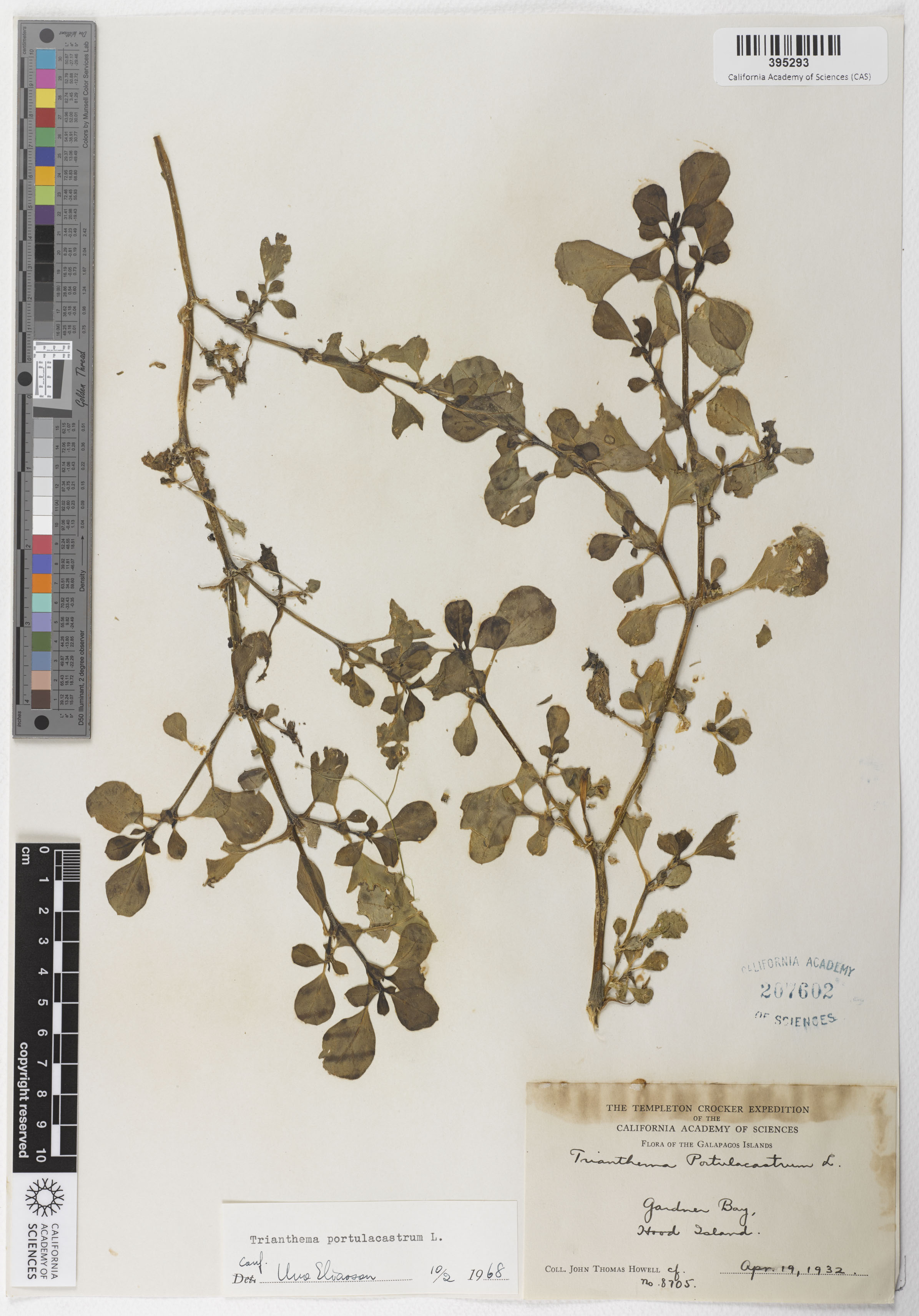 Trianthema portulacastrum image