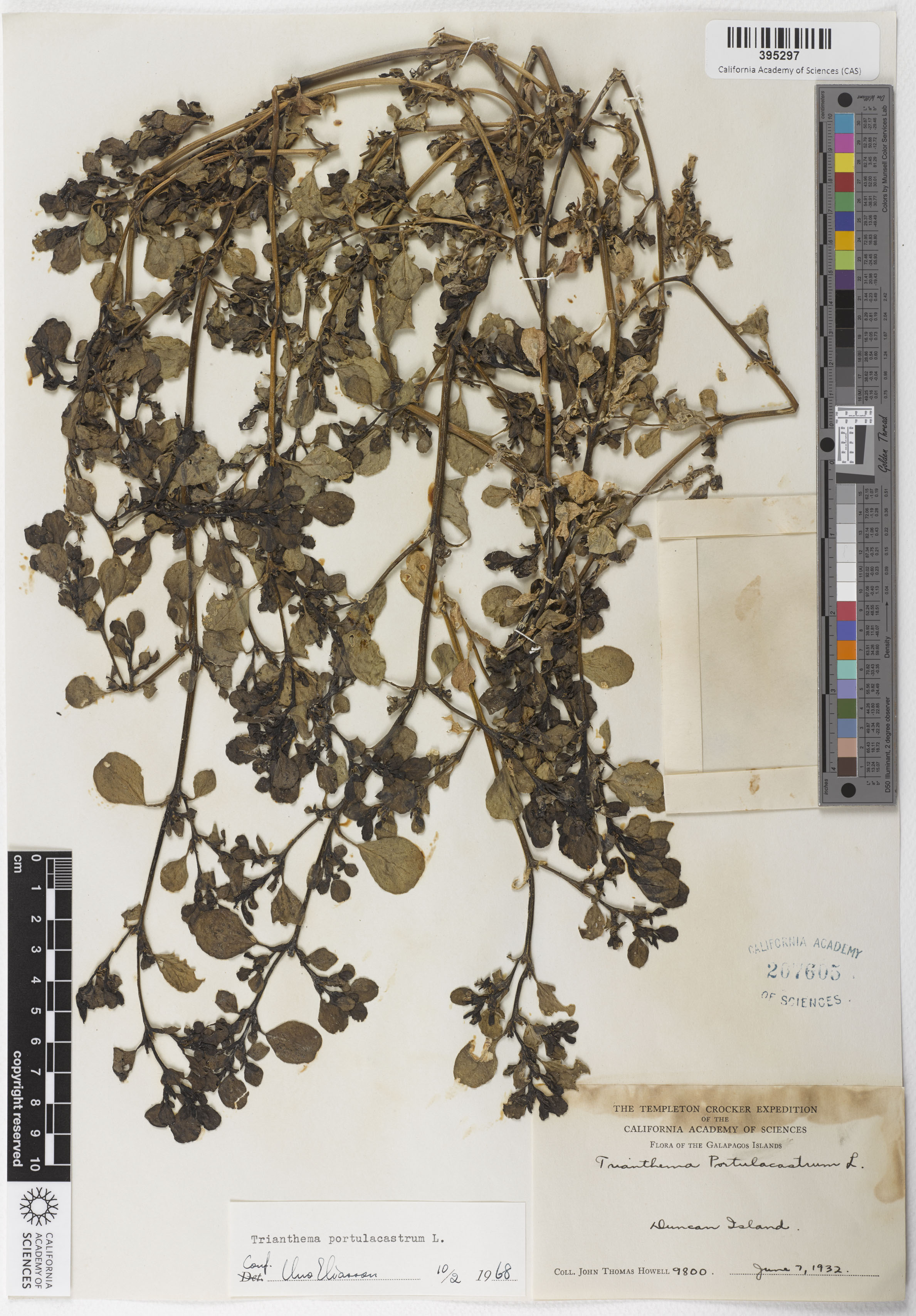 Aizoaceae image