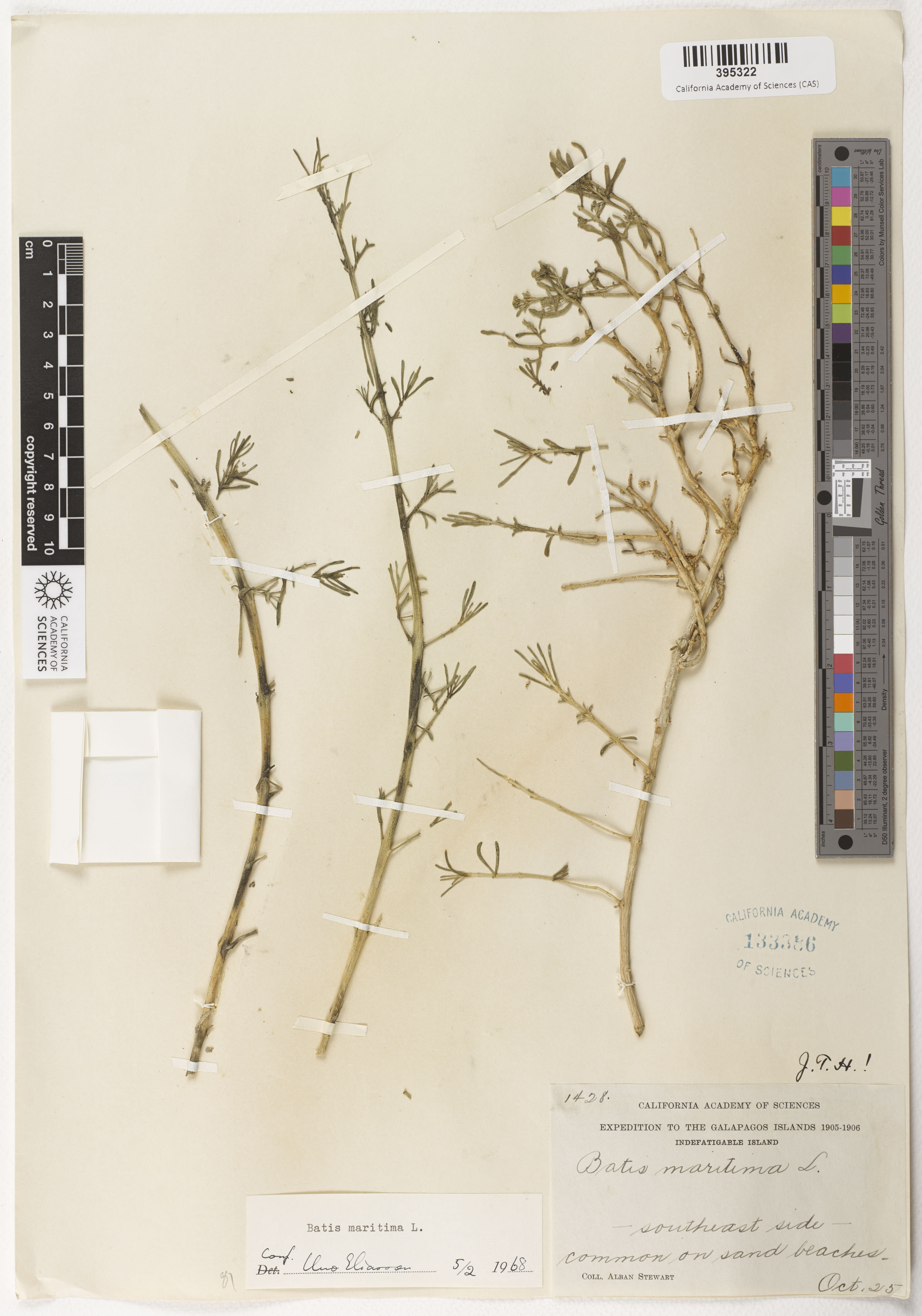 Batis maritima image