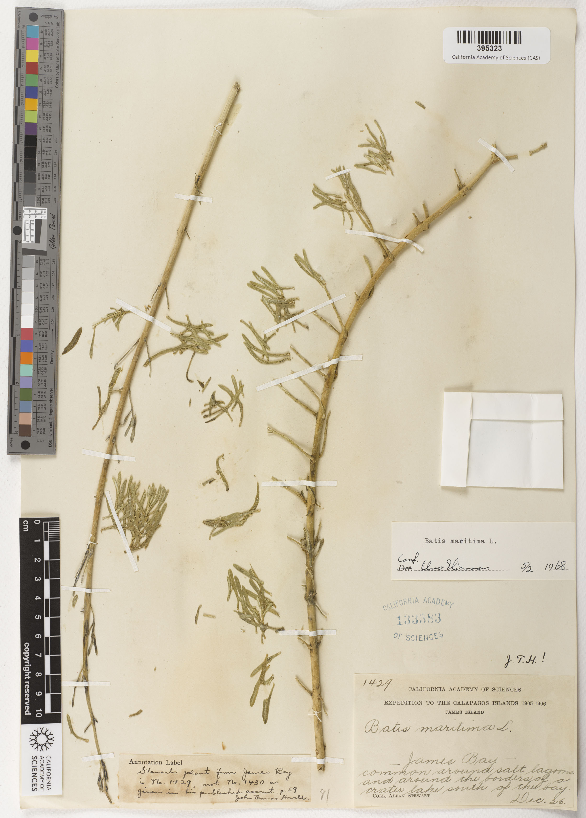 Platysteiridae image