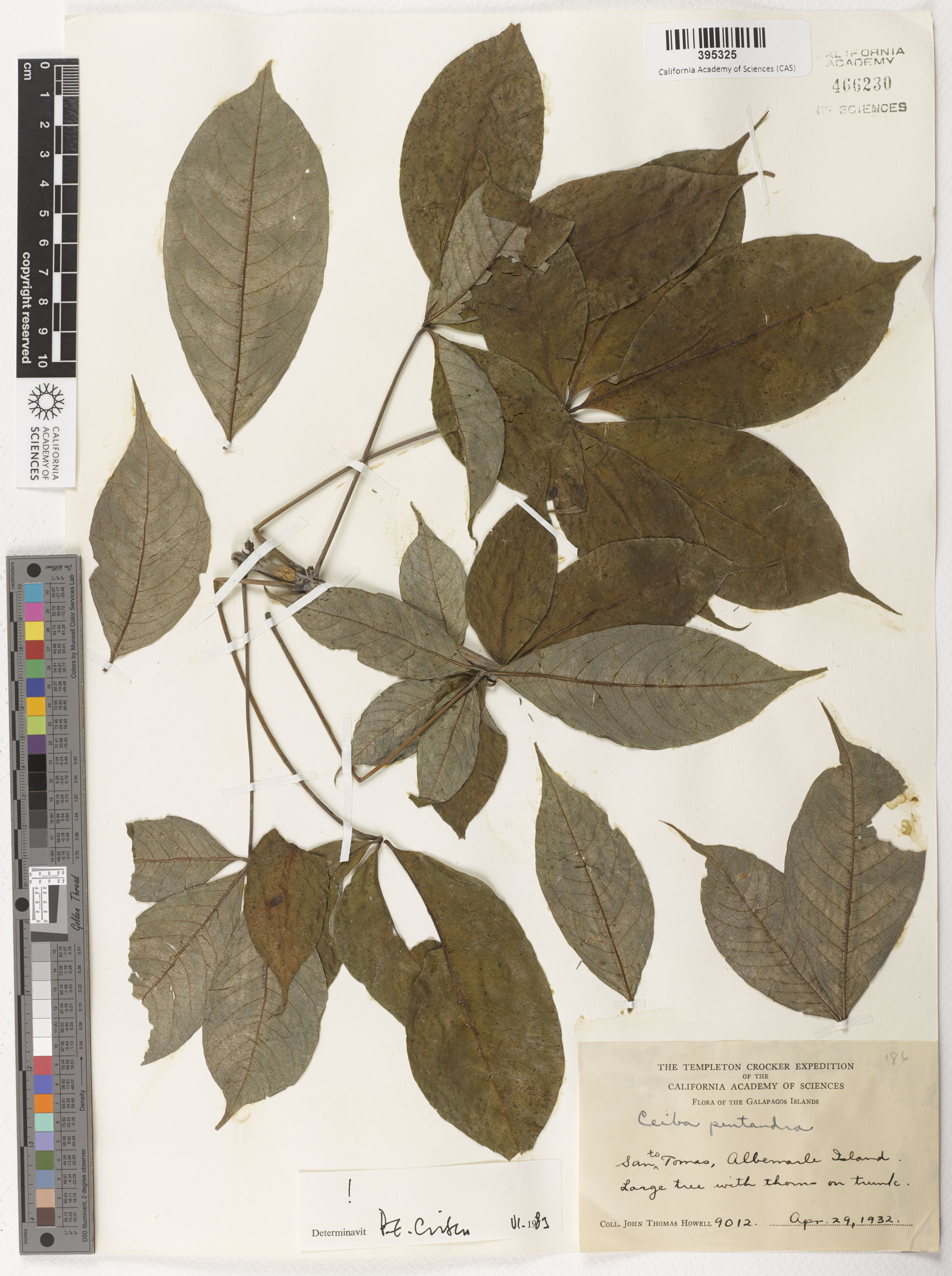 Ceiba pentandra image