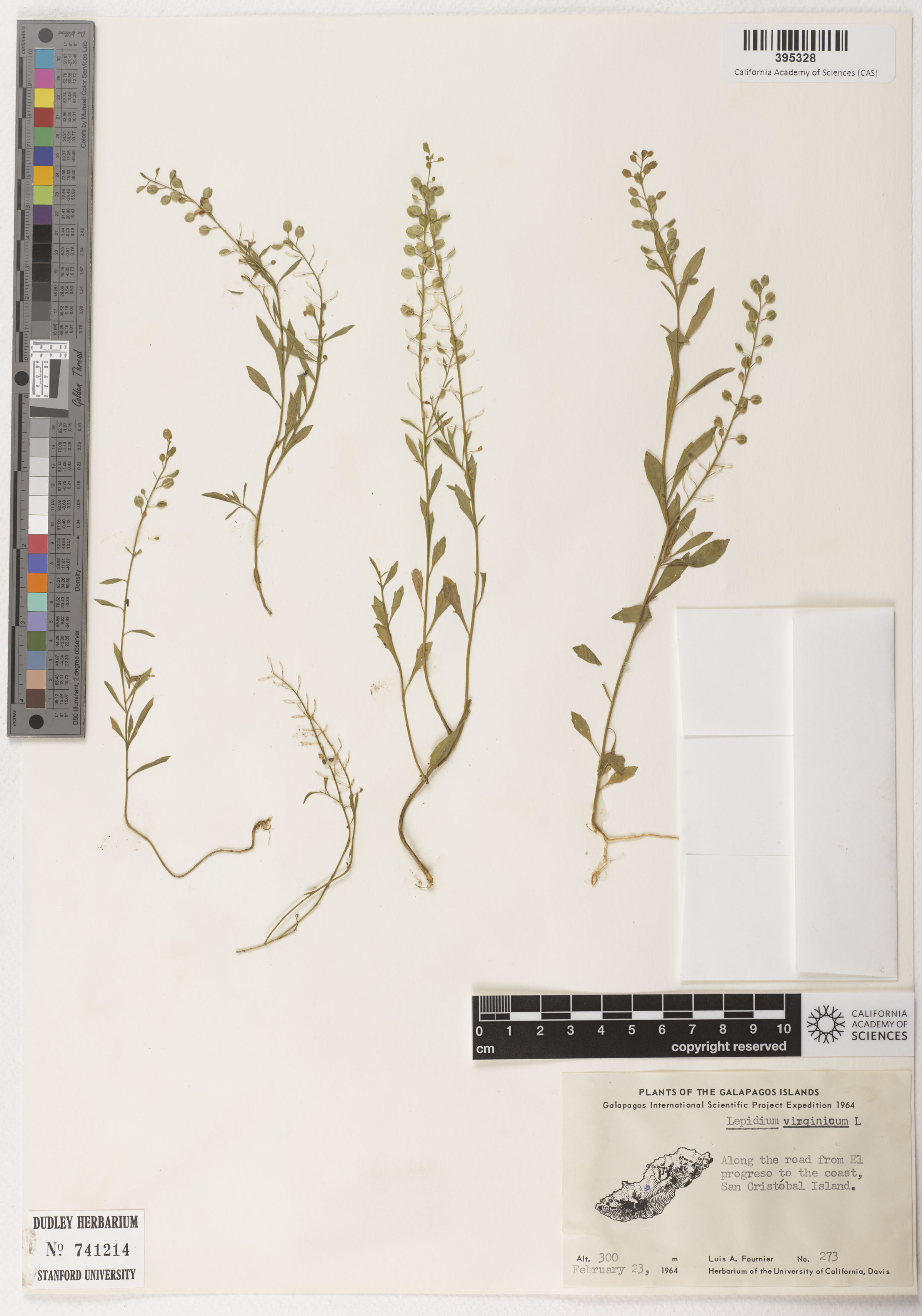 Lepidium virginicum image