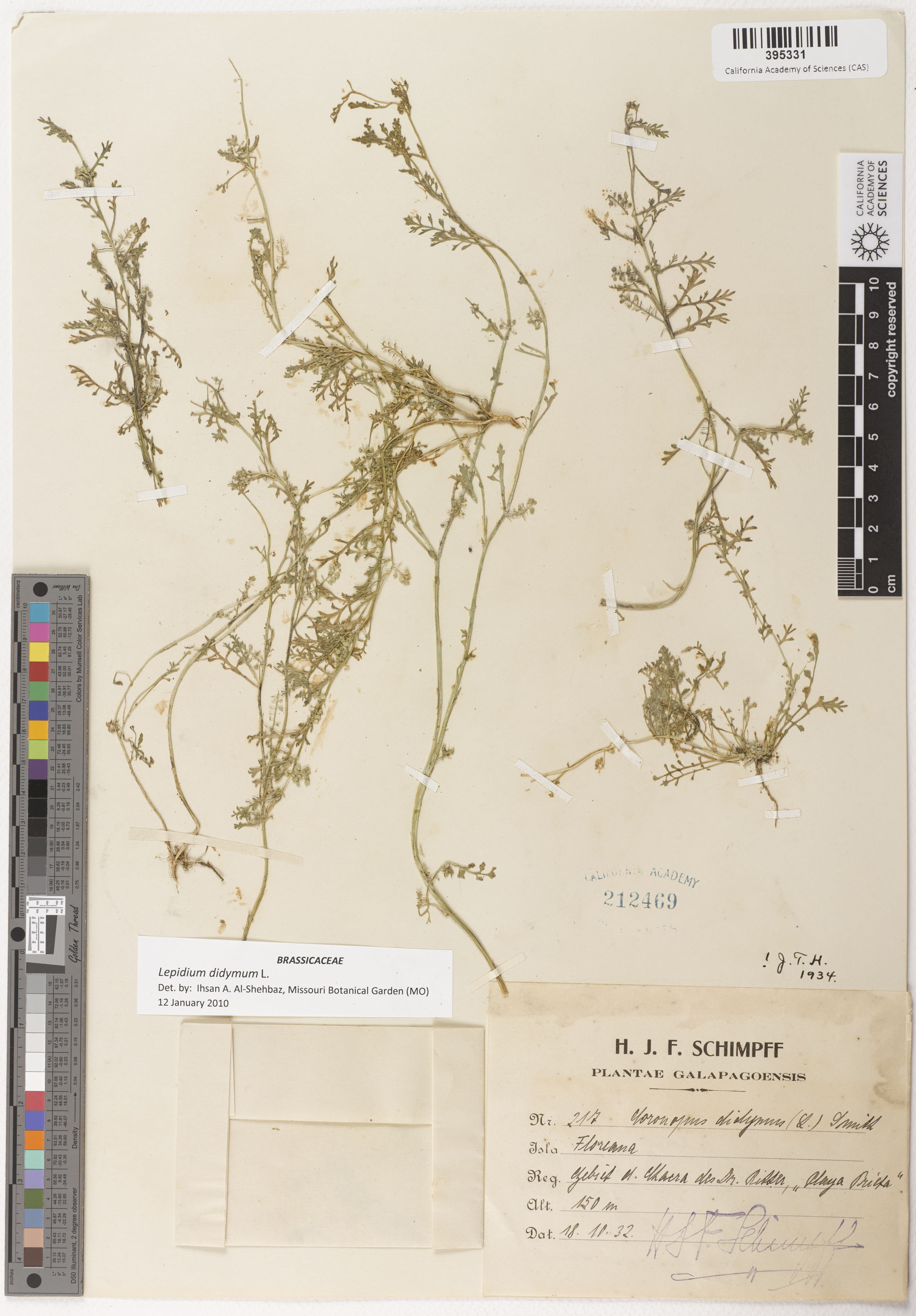 Lepidium didymum image