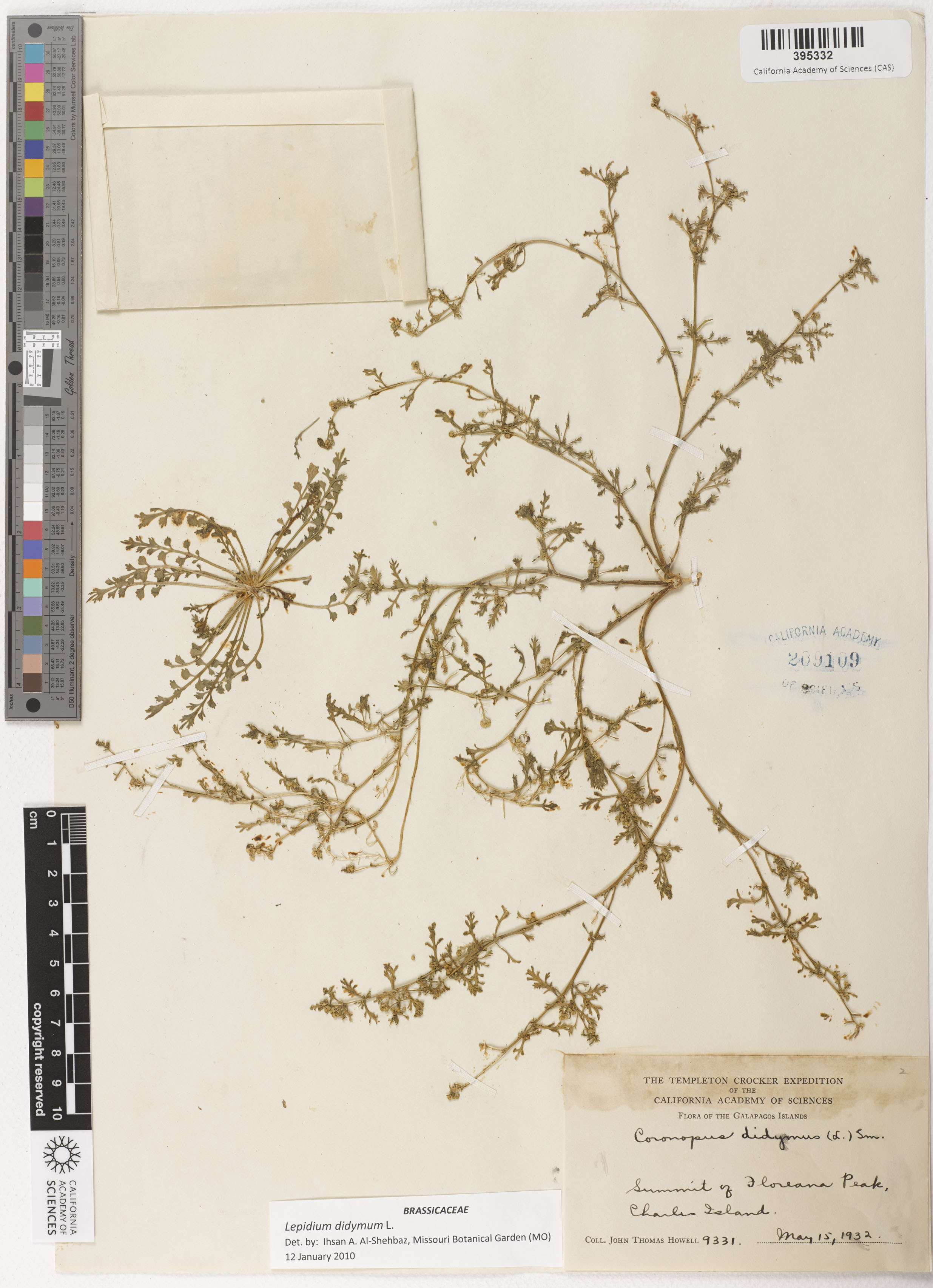 Lepidium didymum image