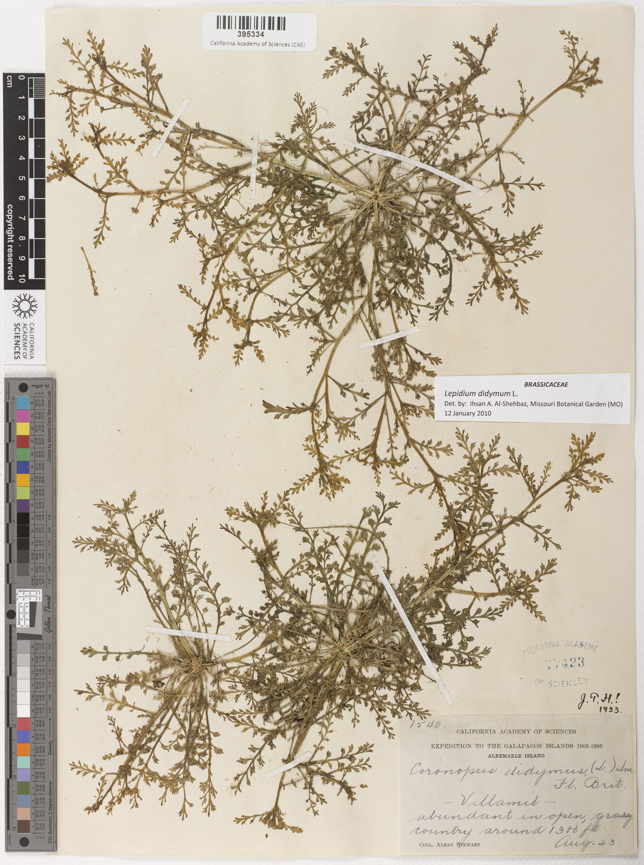 Lepidium didymum image