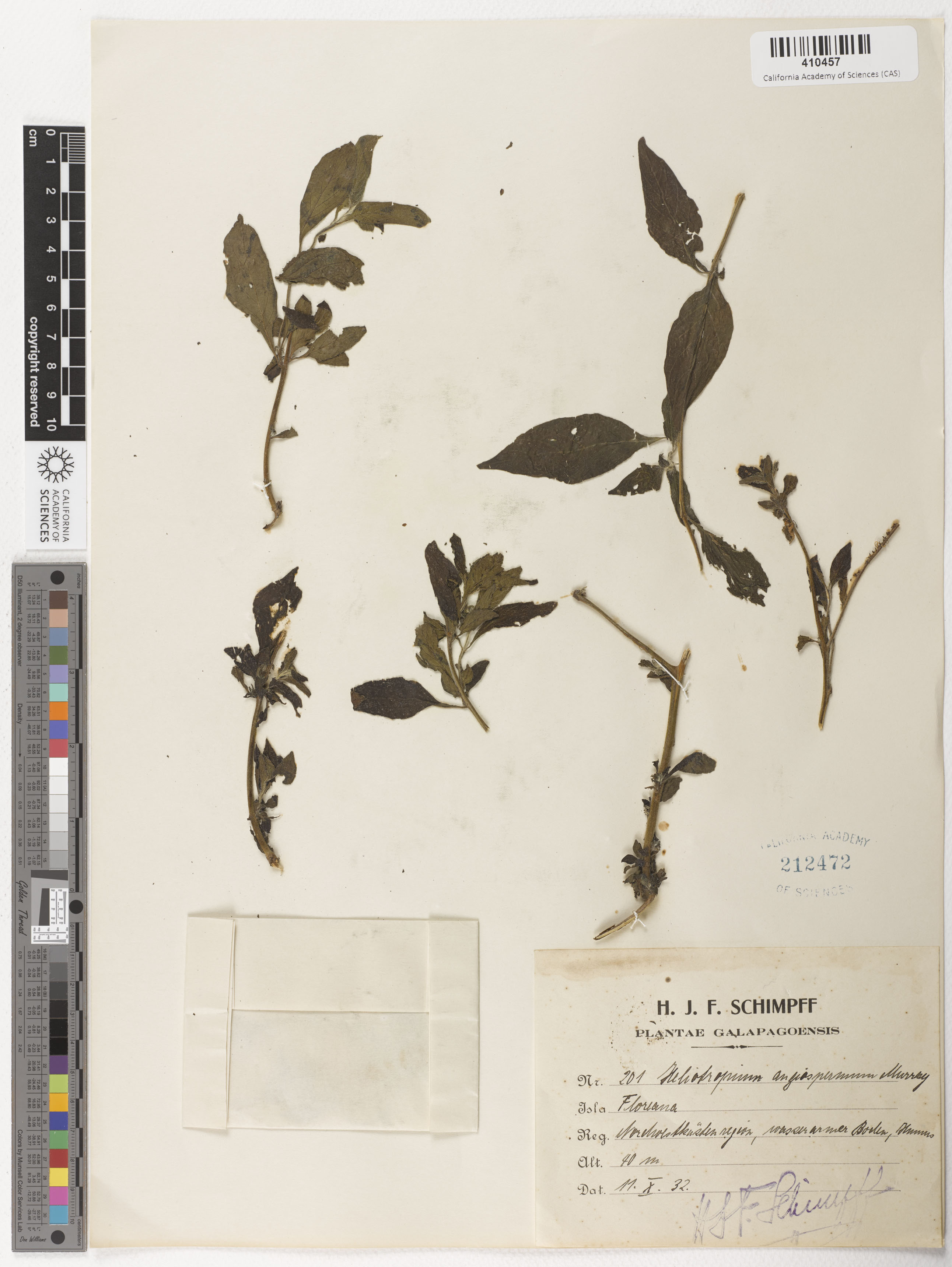 Heliotropiaceae image