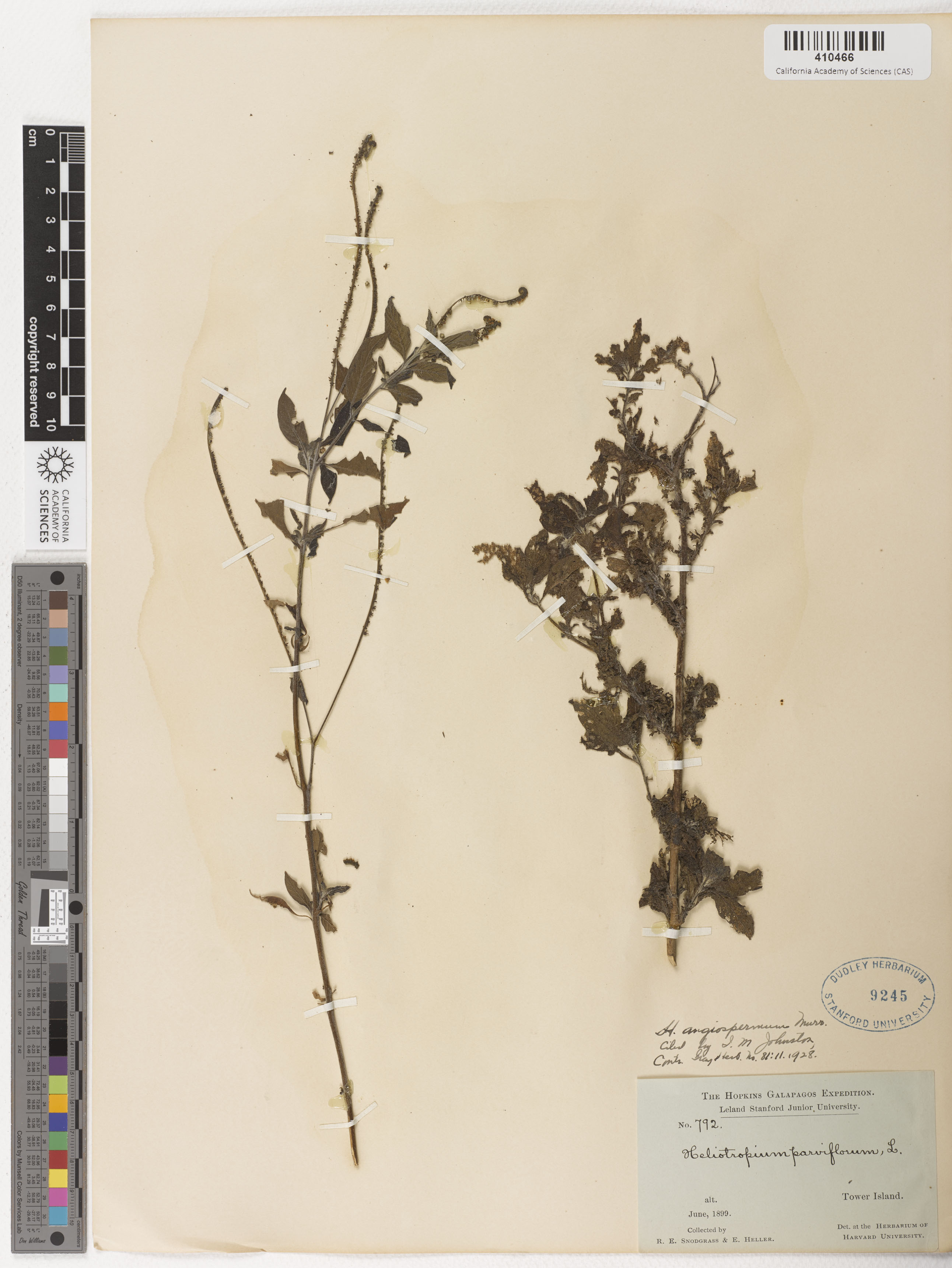 Heliotropium angiospermum image