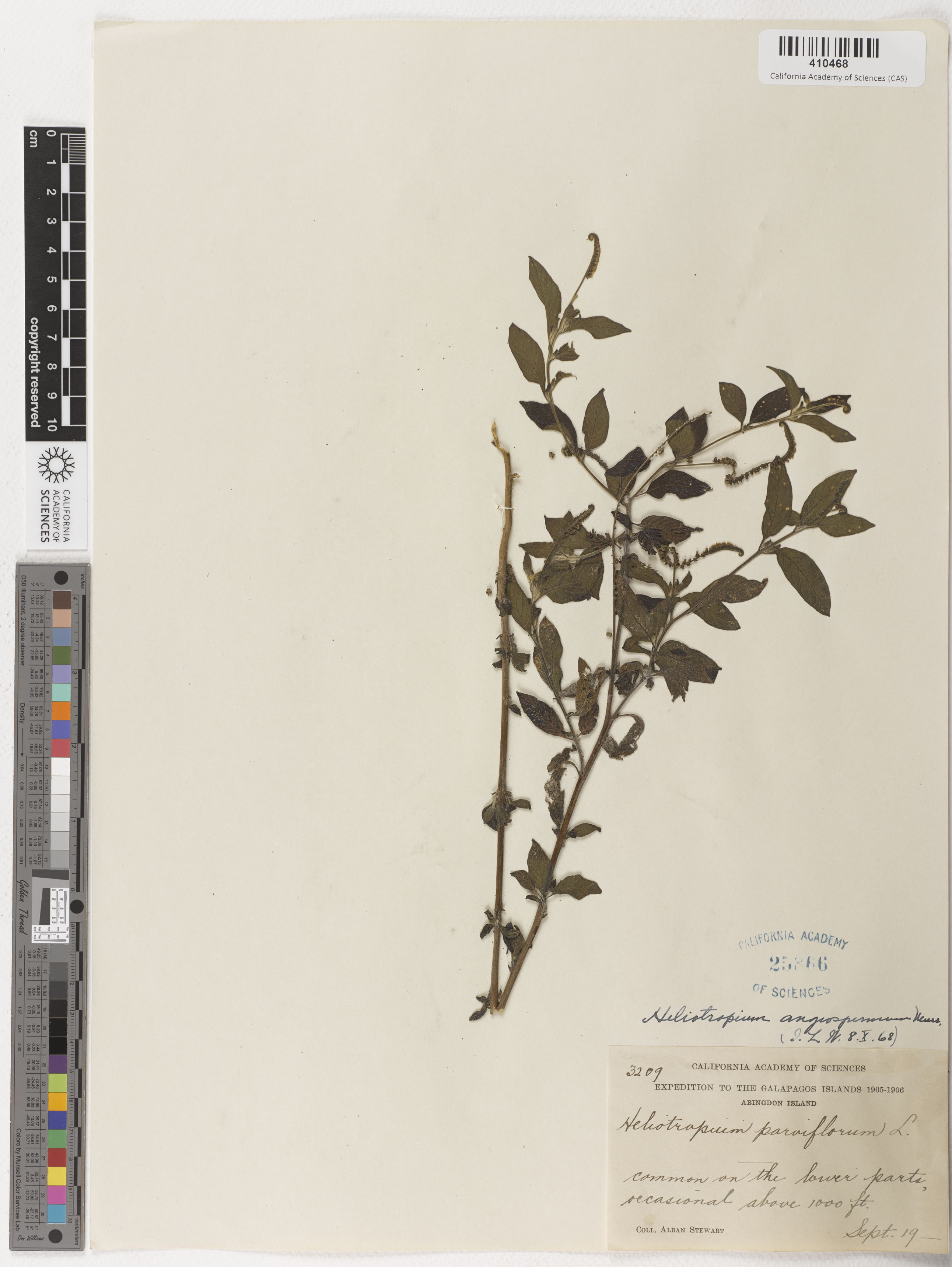 Heliotropium angiospermum image