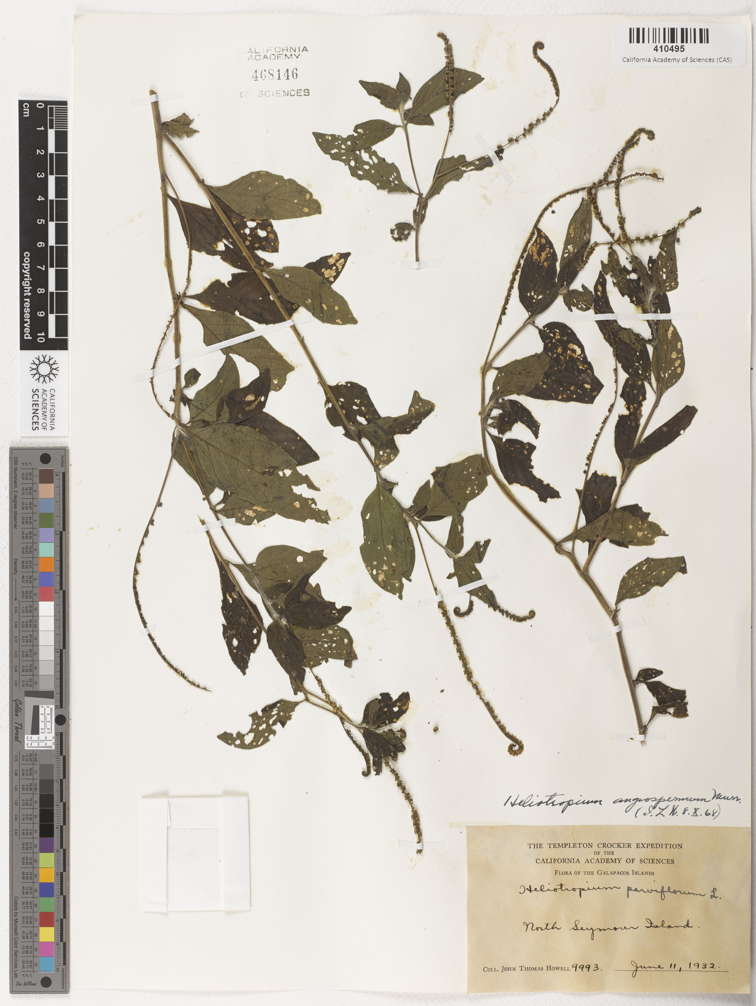 Heliotropium angiospermum image