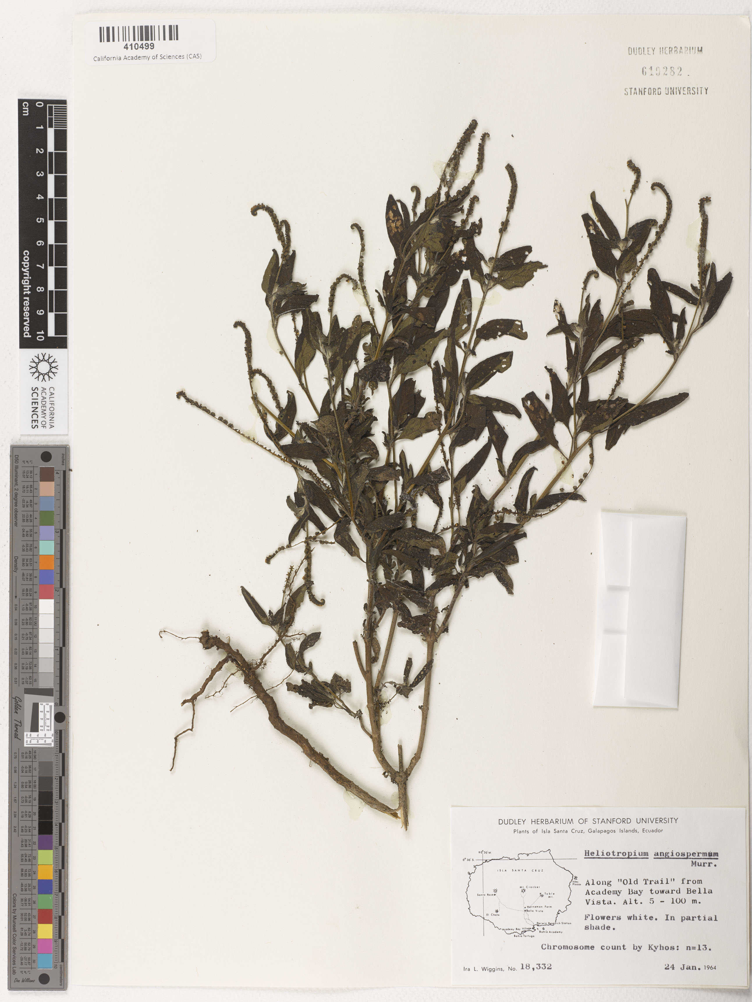 Heliotropium angiospermum image