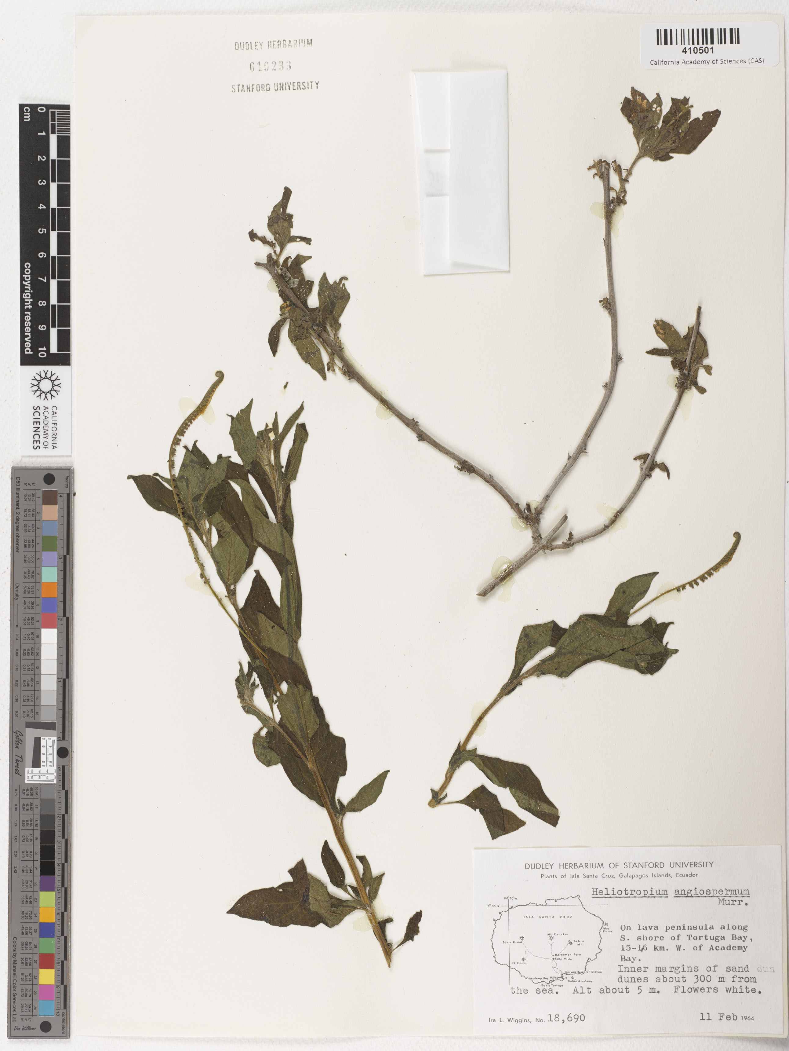 Heliotropium image