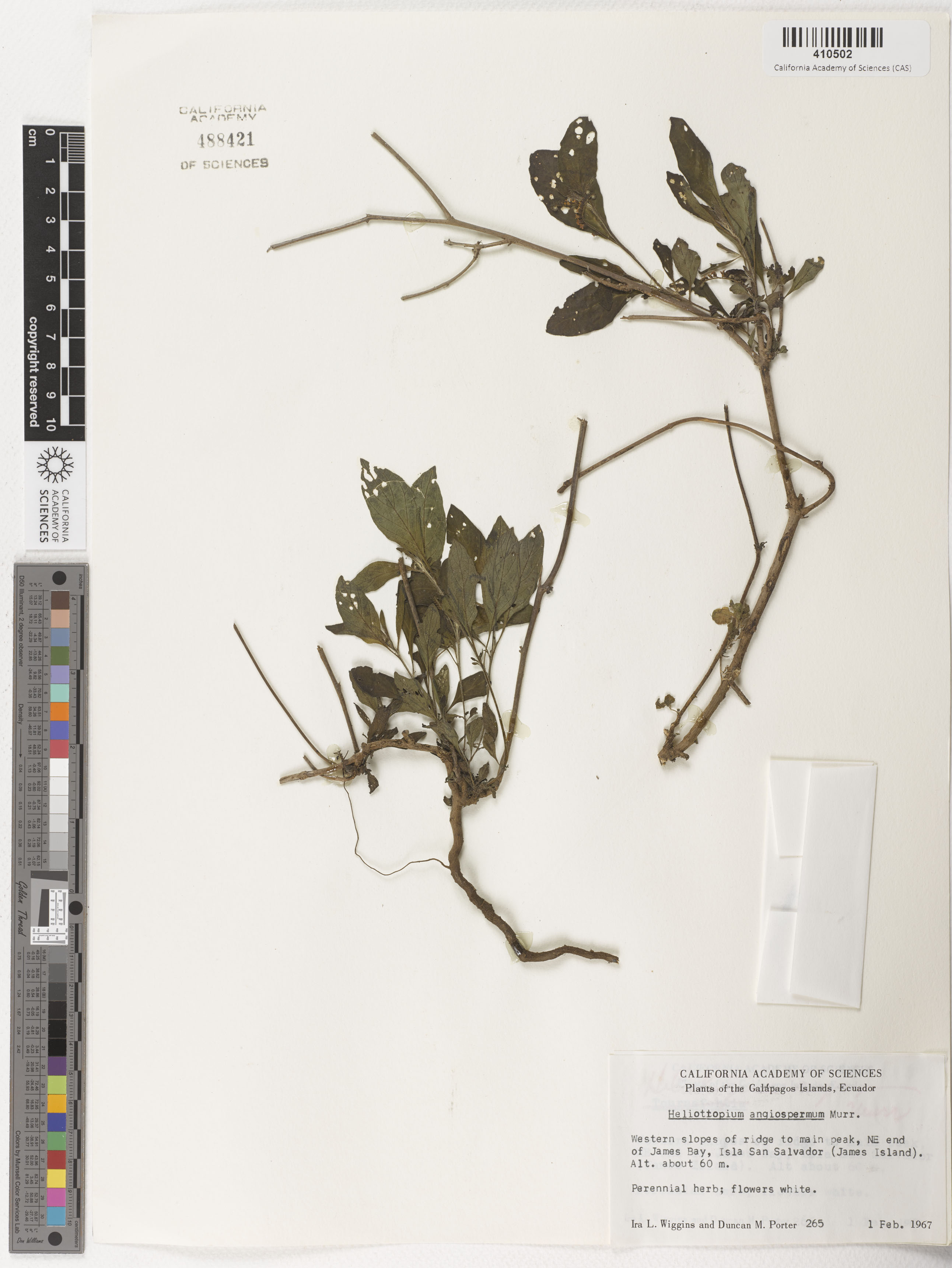 Heliotropium angiospermum image