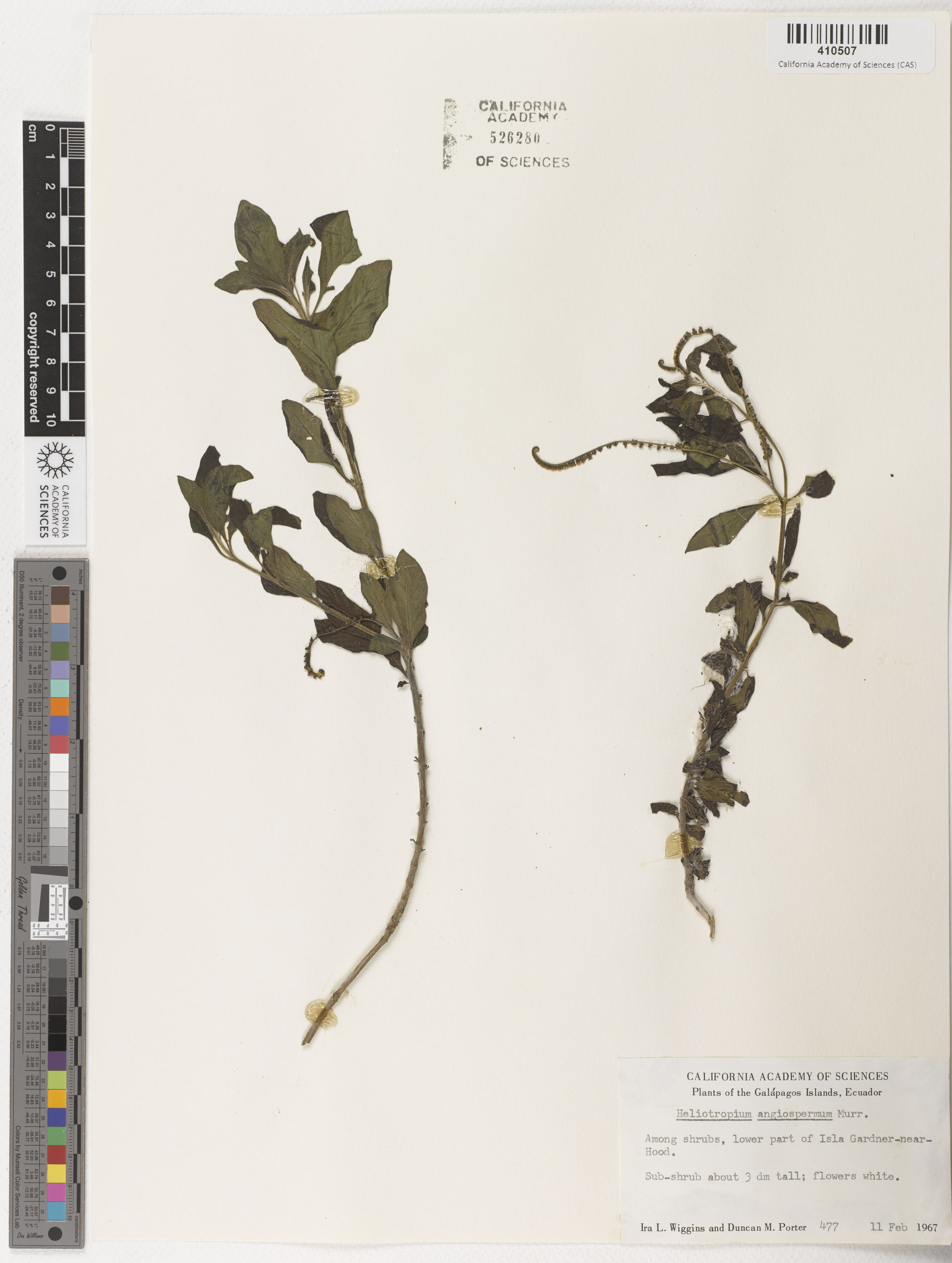 Heliotropium angiospermum image