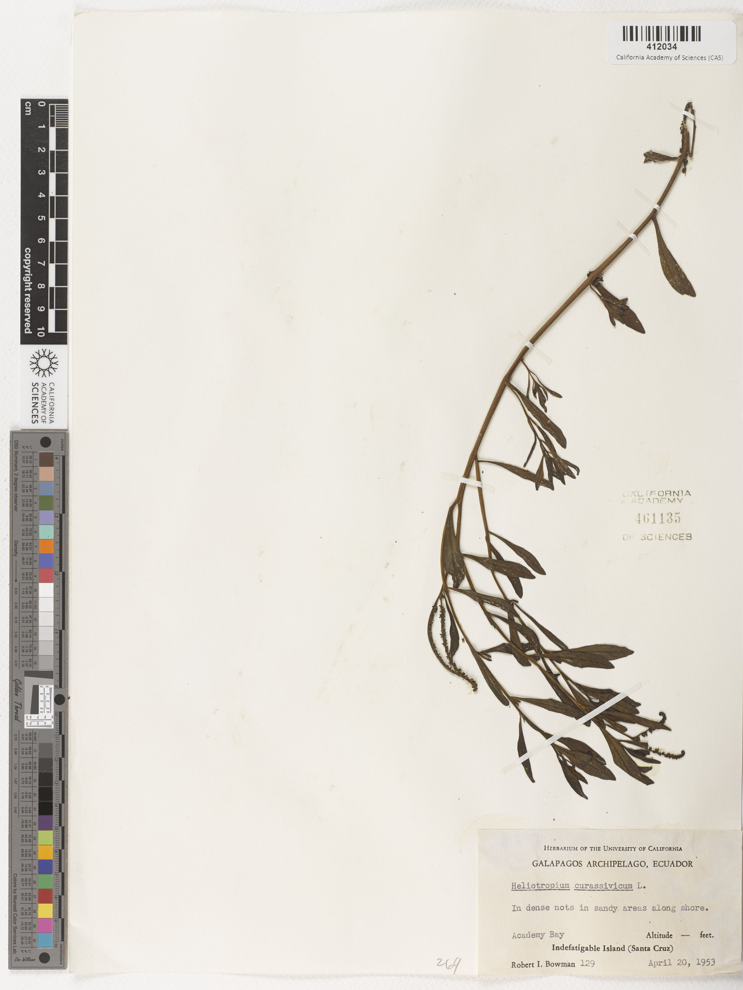 Heliotropiaceae image