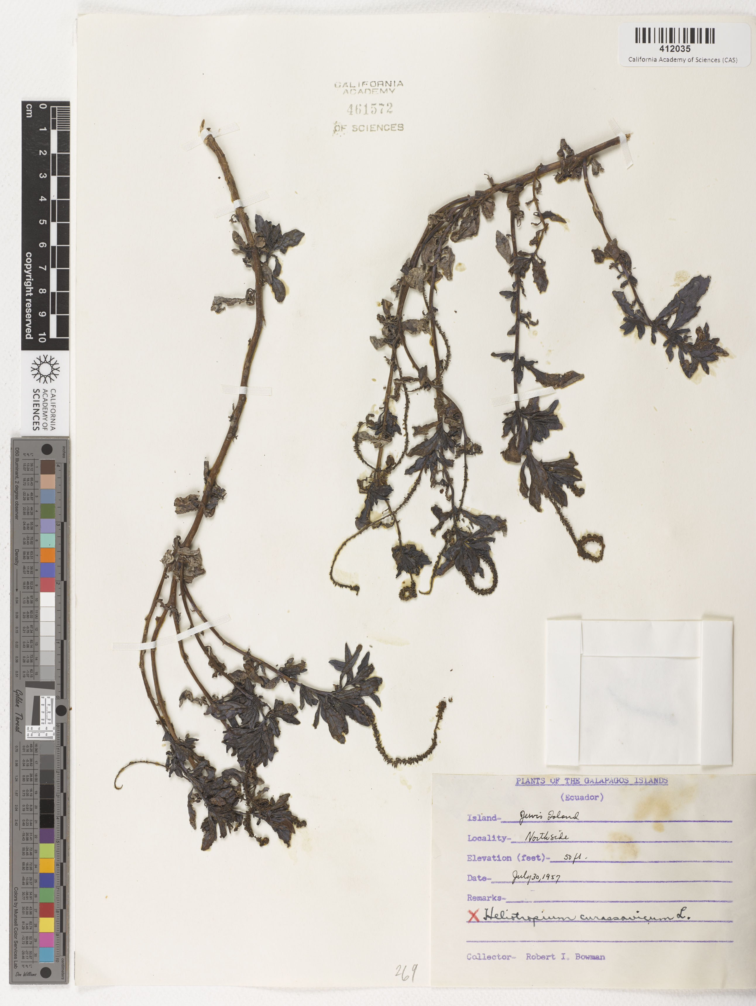 Heliotropium curassavicum image