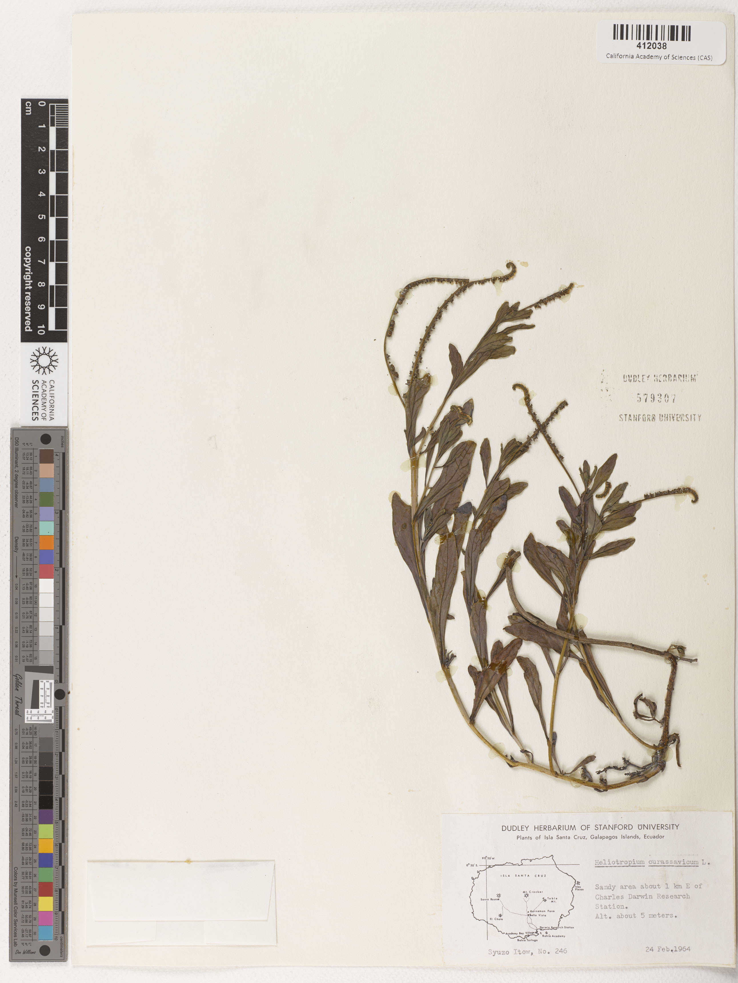 Heliotropium curassavicum image