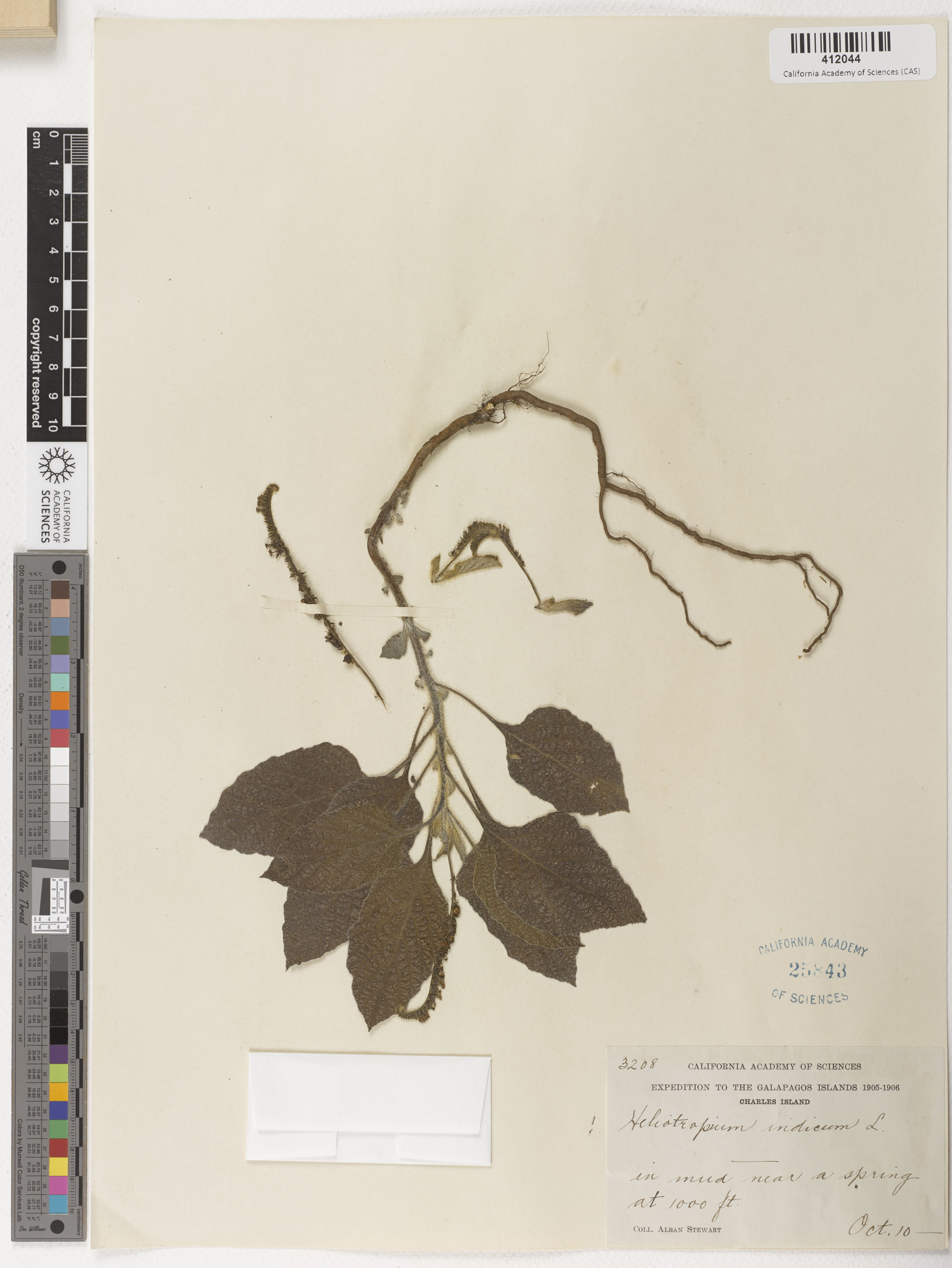 Heliotropium indicum image