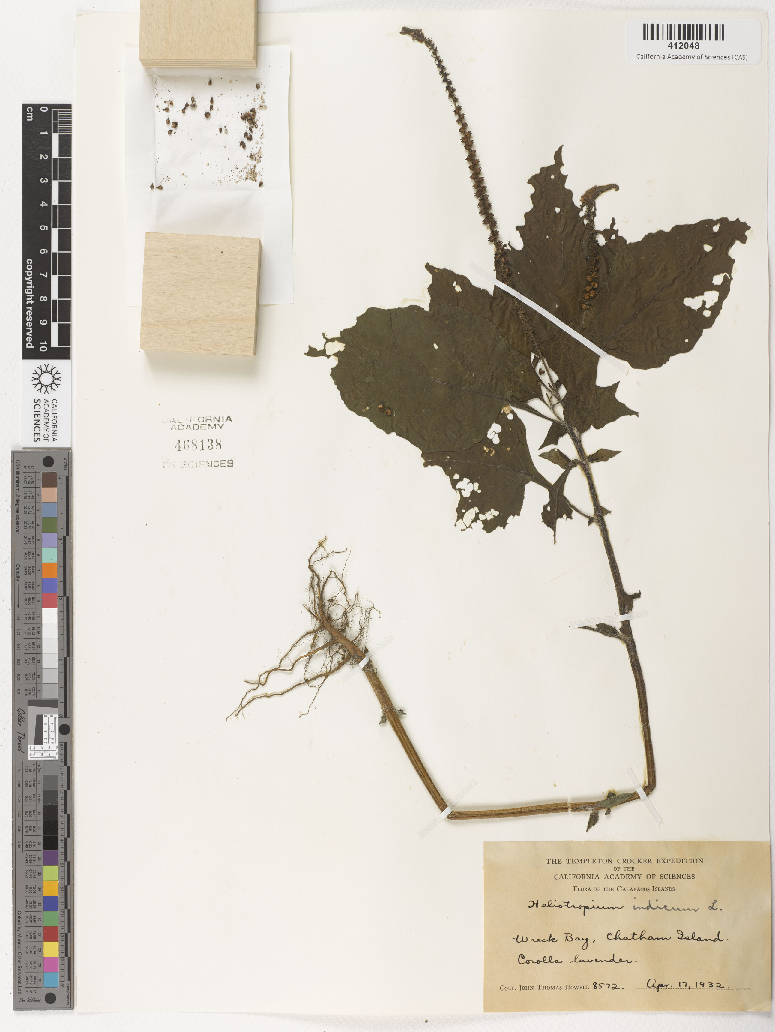 Heliotropium indicum image