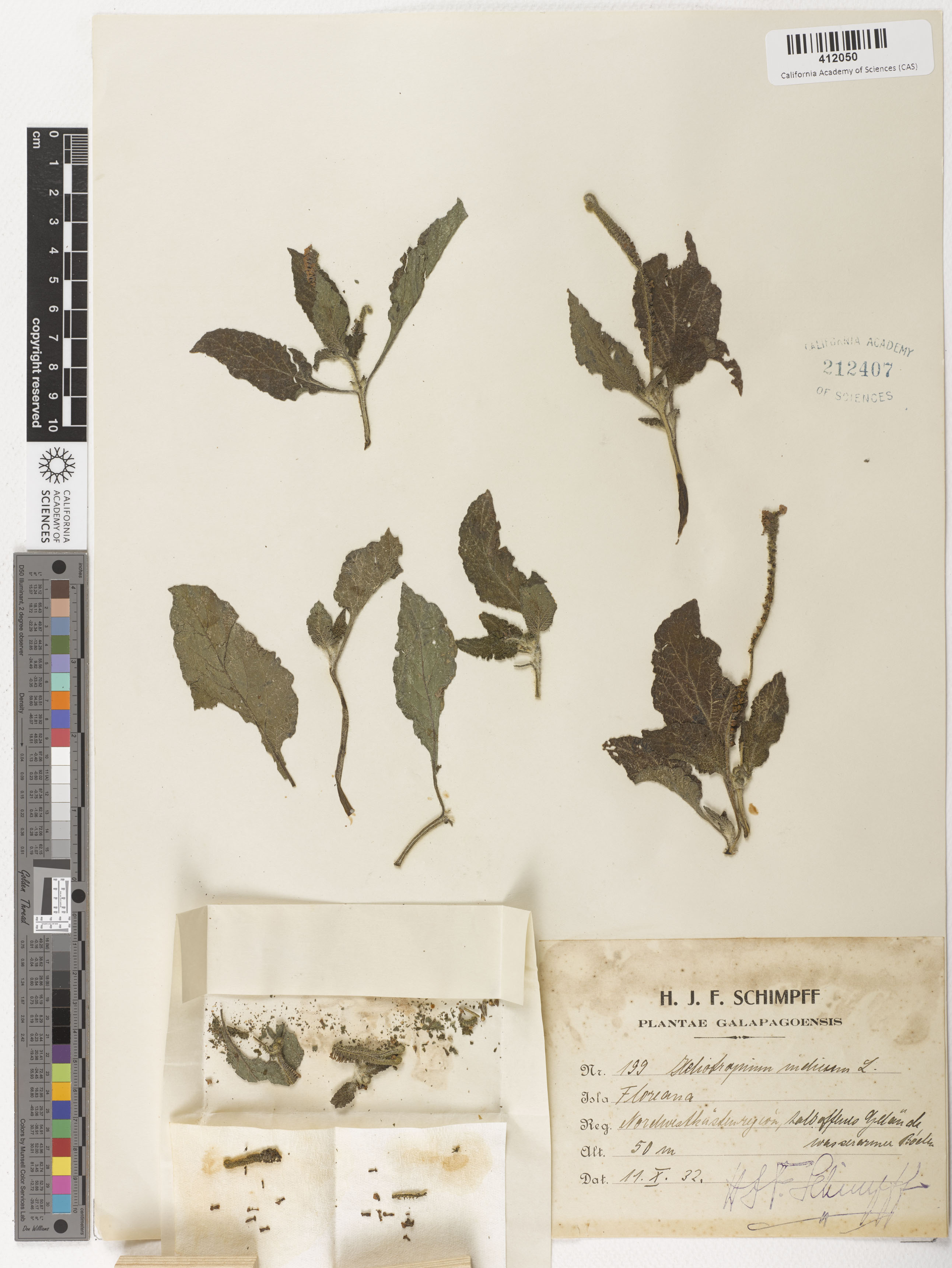 Heliotropium indicum image