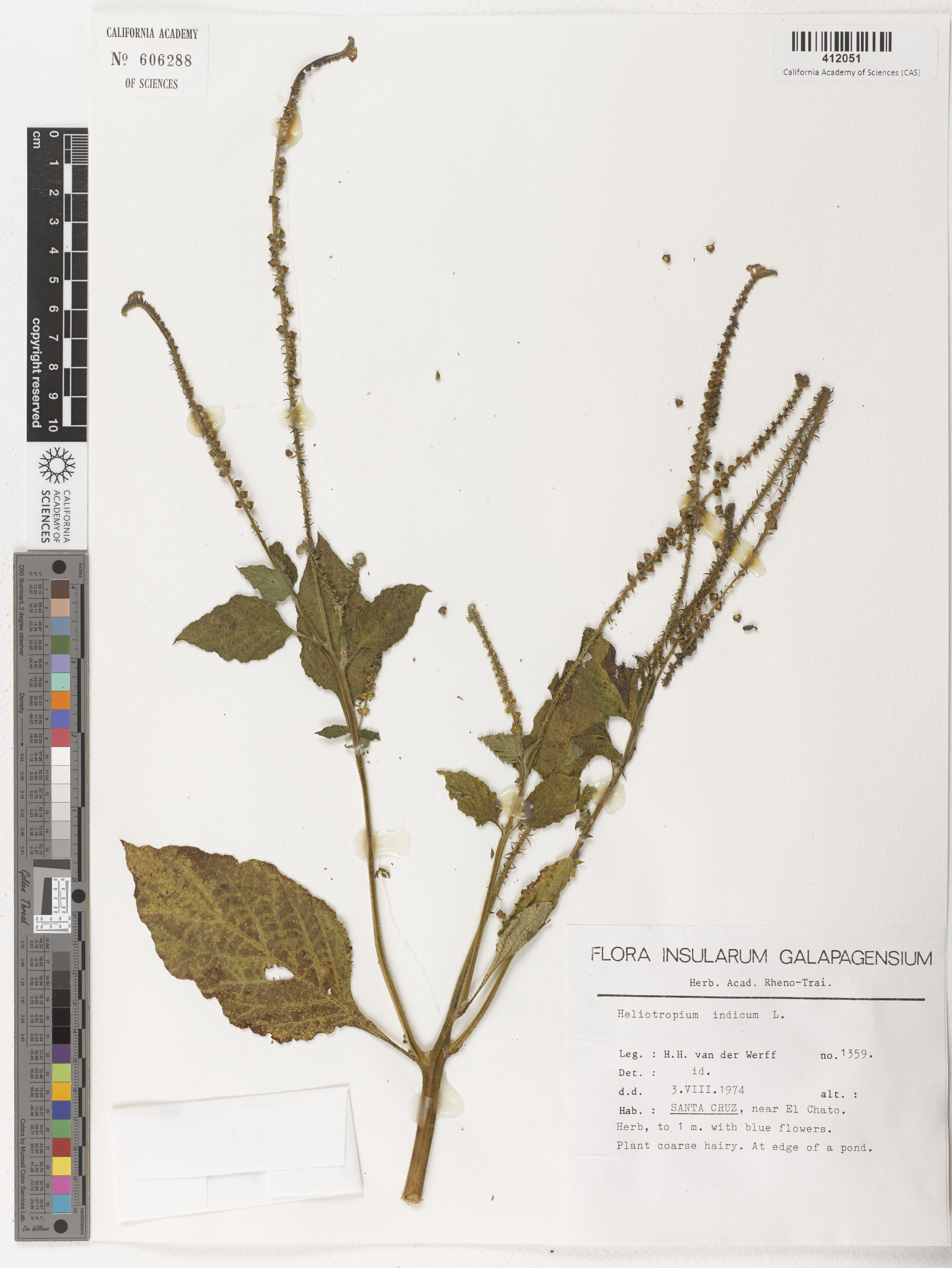Heliotropium indicum image