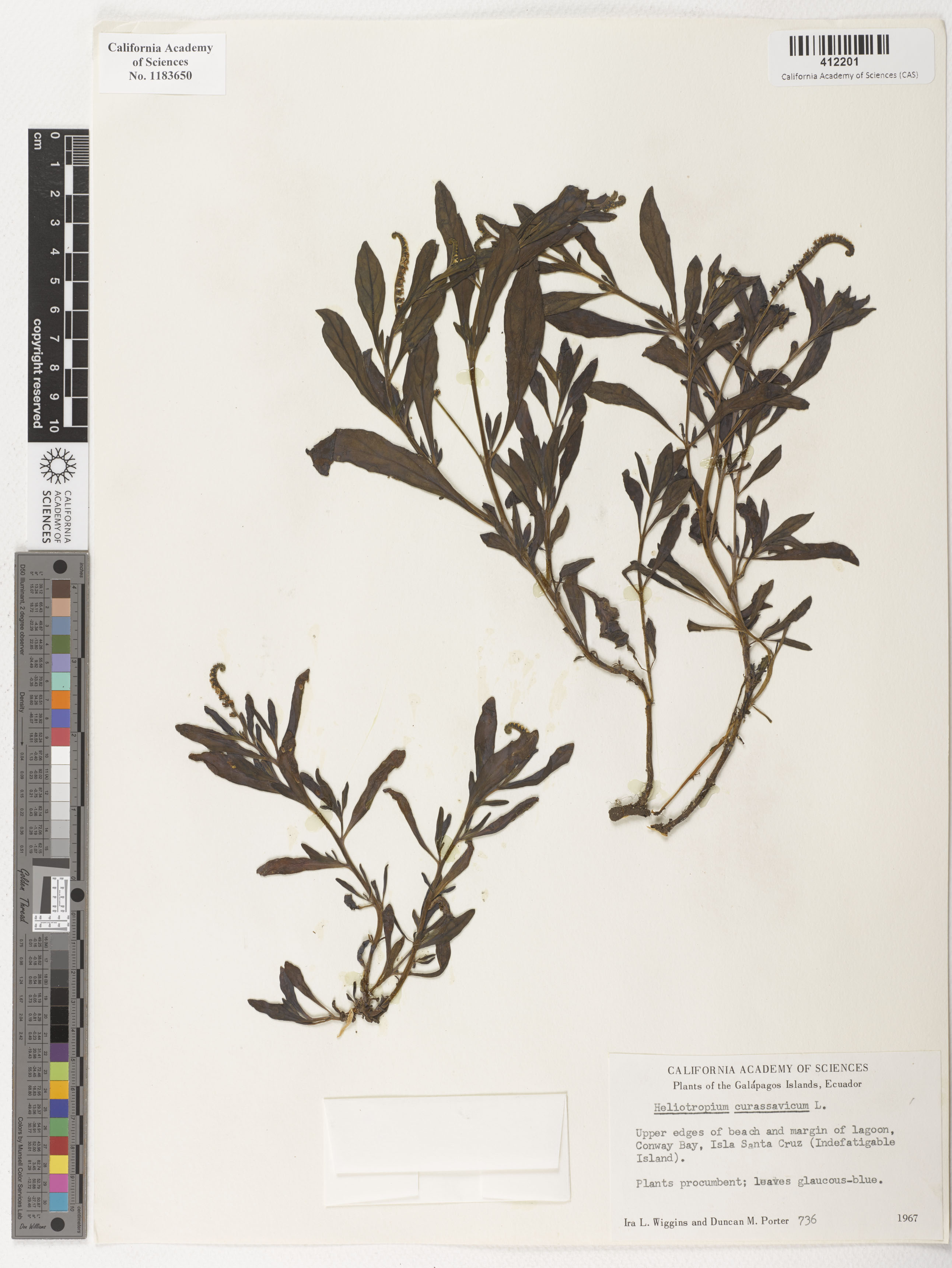 Heliotropium curassavicum image