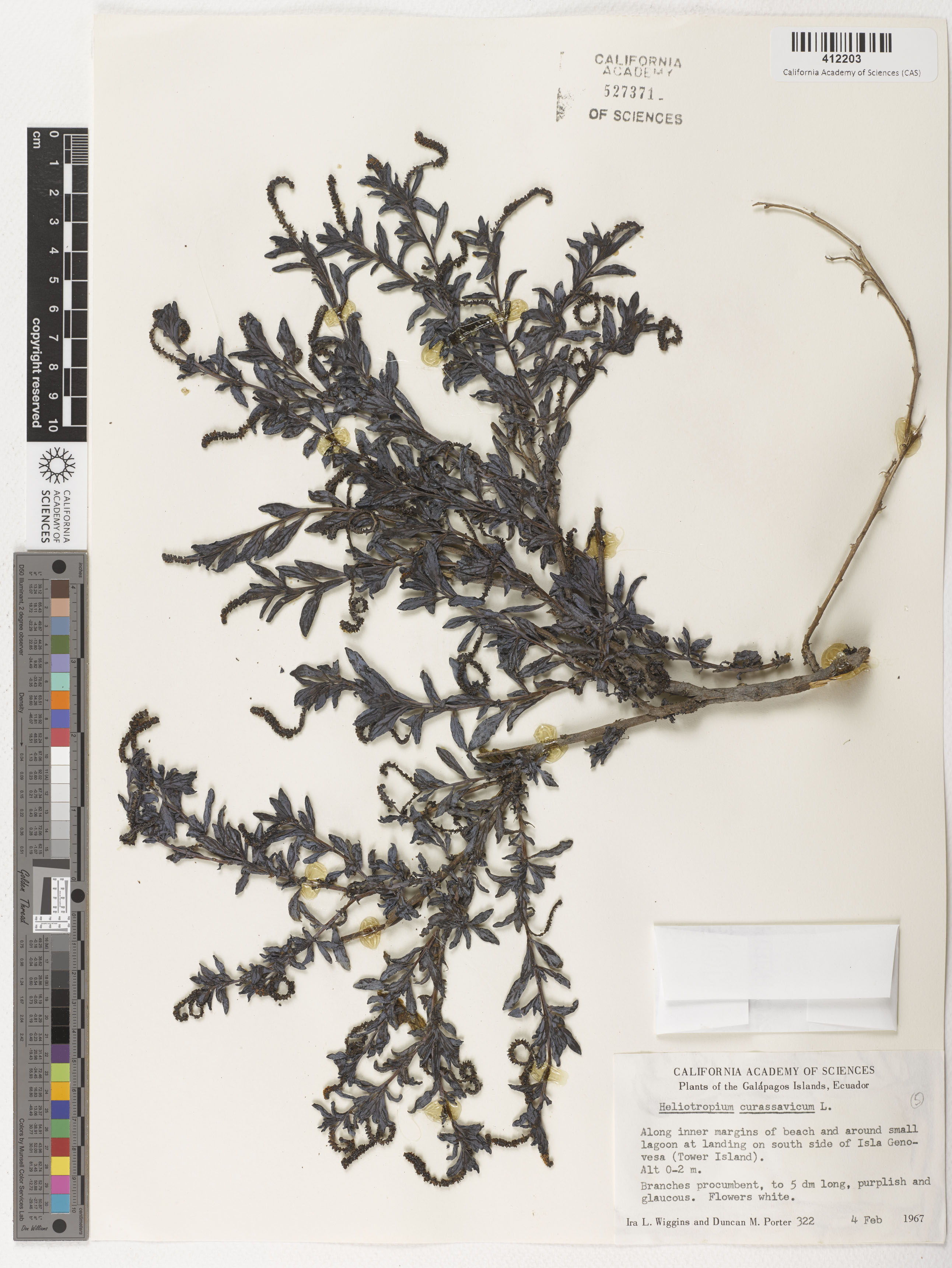 Heliotropium curassavicum image