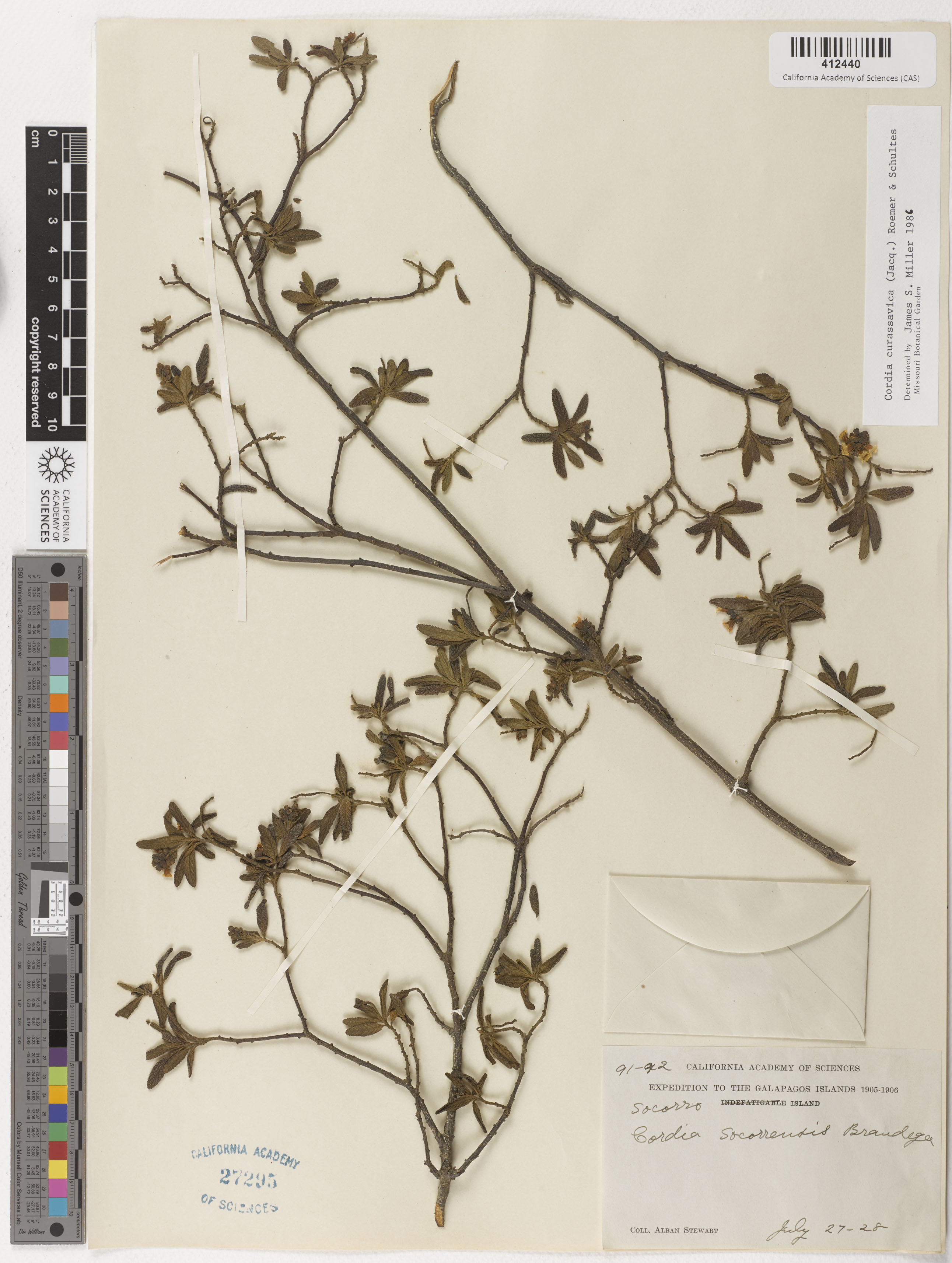 Varronia curassavica image