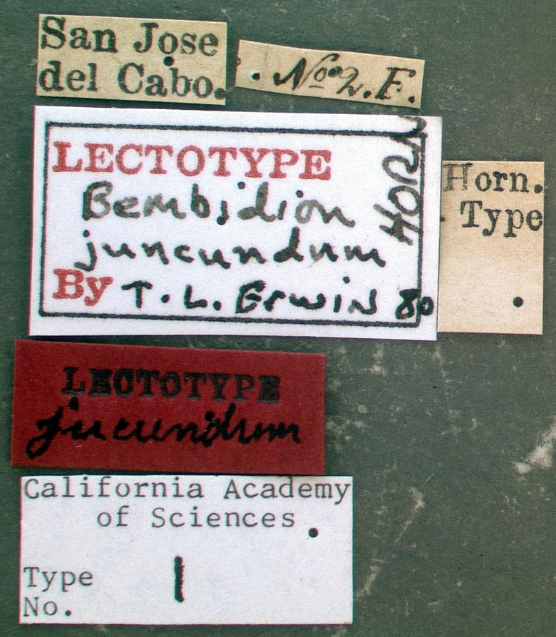 Bembidium jucundum image