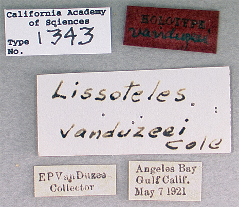 Lissoteles vanduzeei image