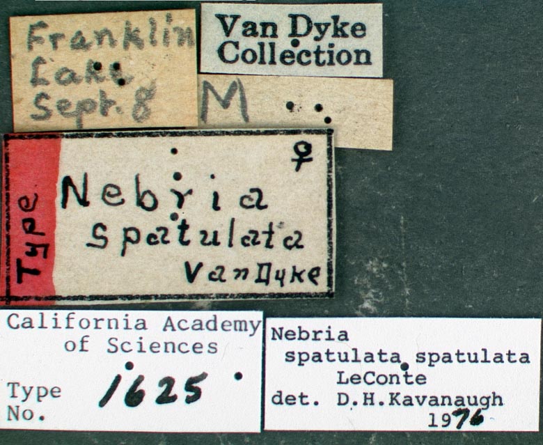 Nebria spatulata image