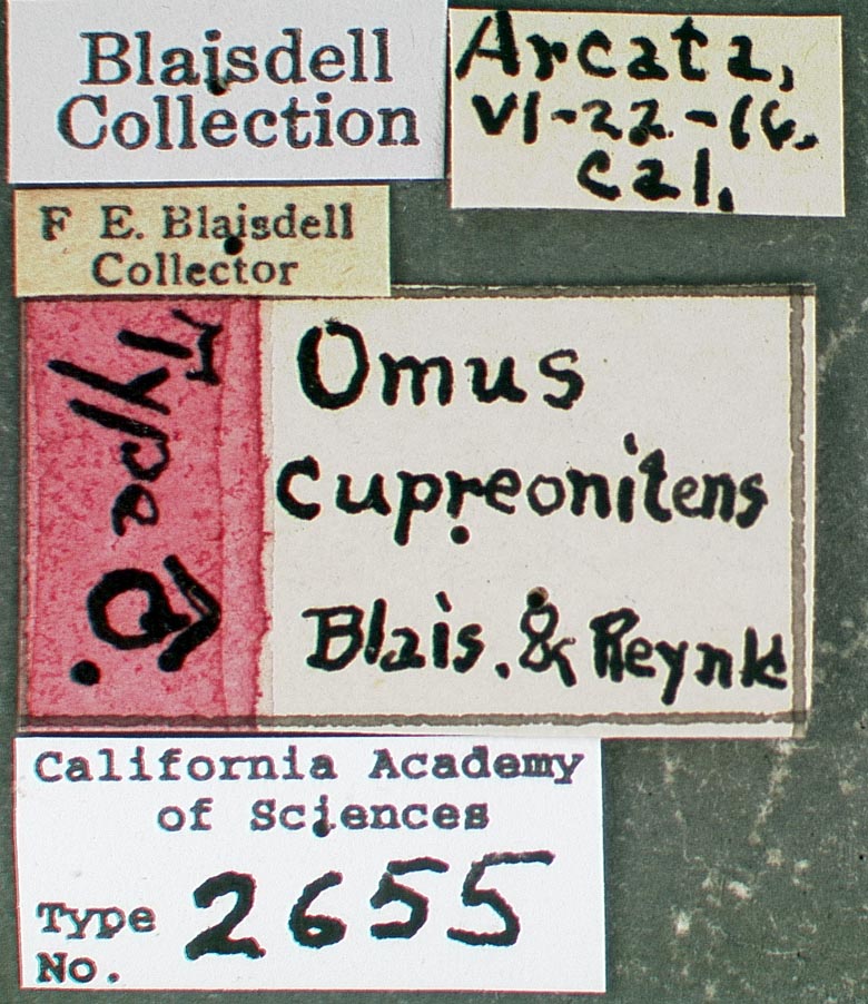 Omus cupreonitens image