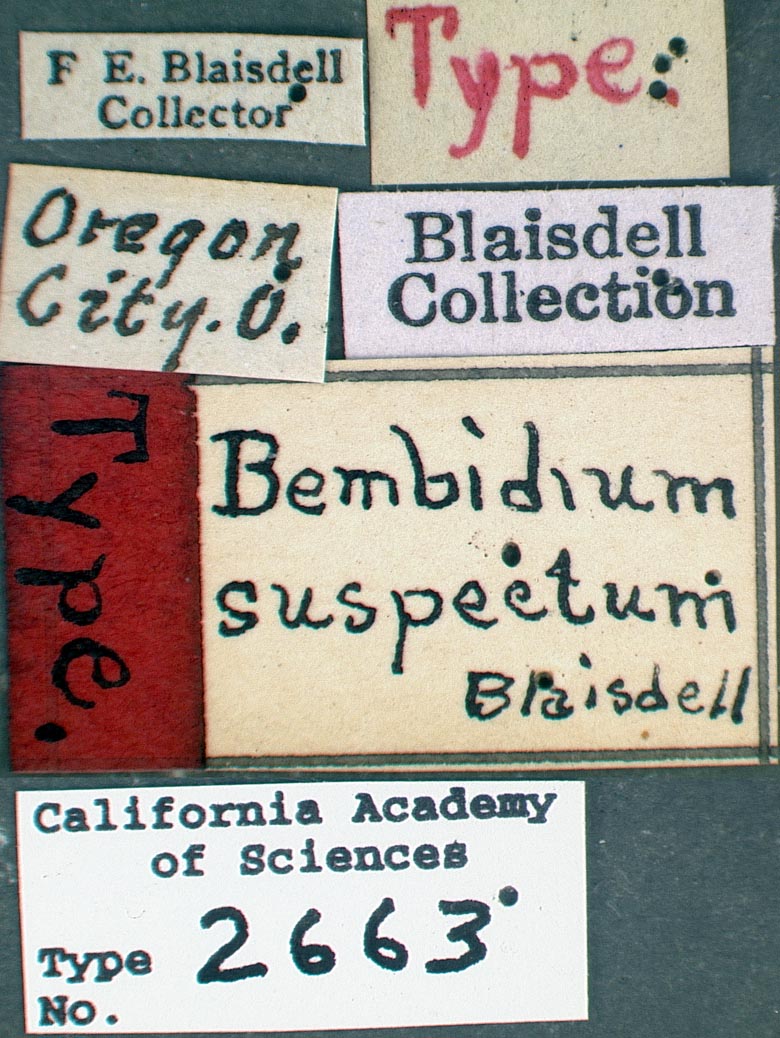 Bembidium suspectum image