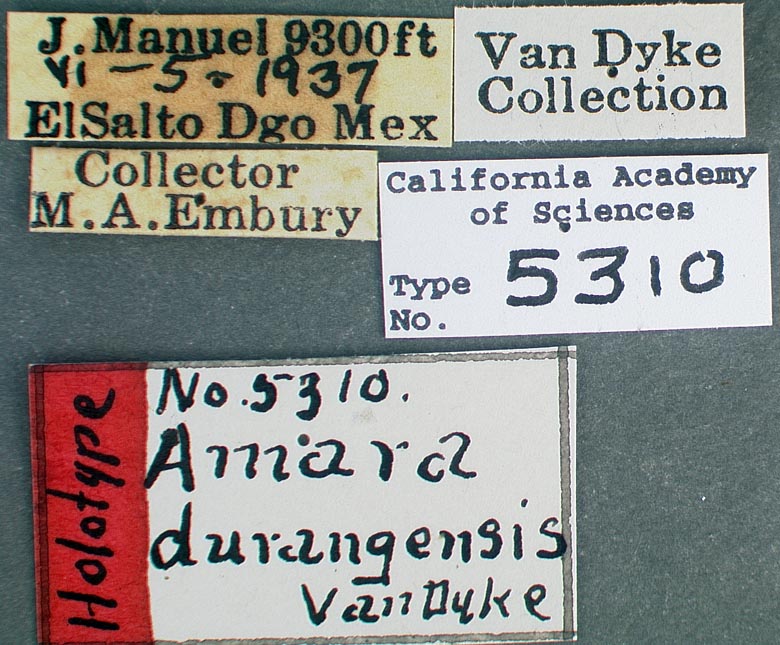 Amara durangensis image