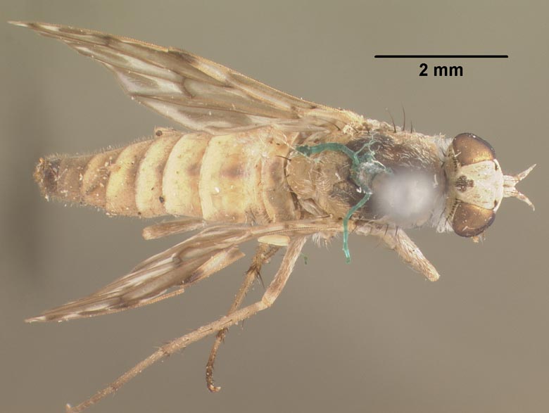 Psilocephala acuta image