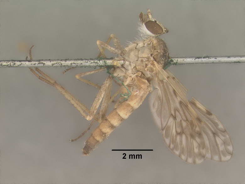 Psilocephala acuta image