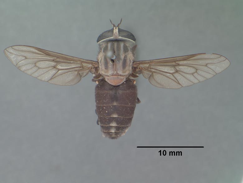 Tabanus superjumentarius image