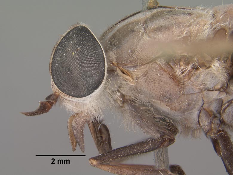 Tabanus superjumentarius image